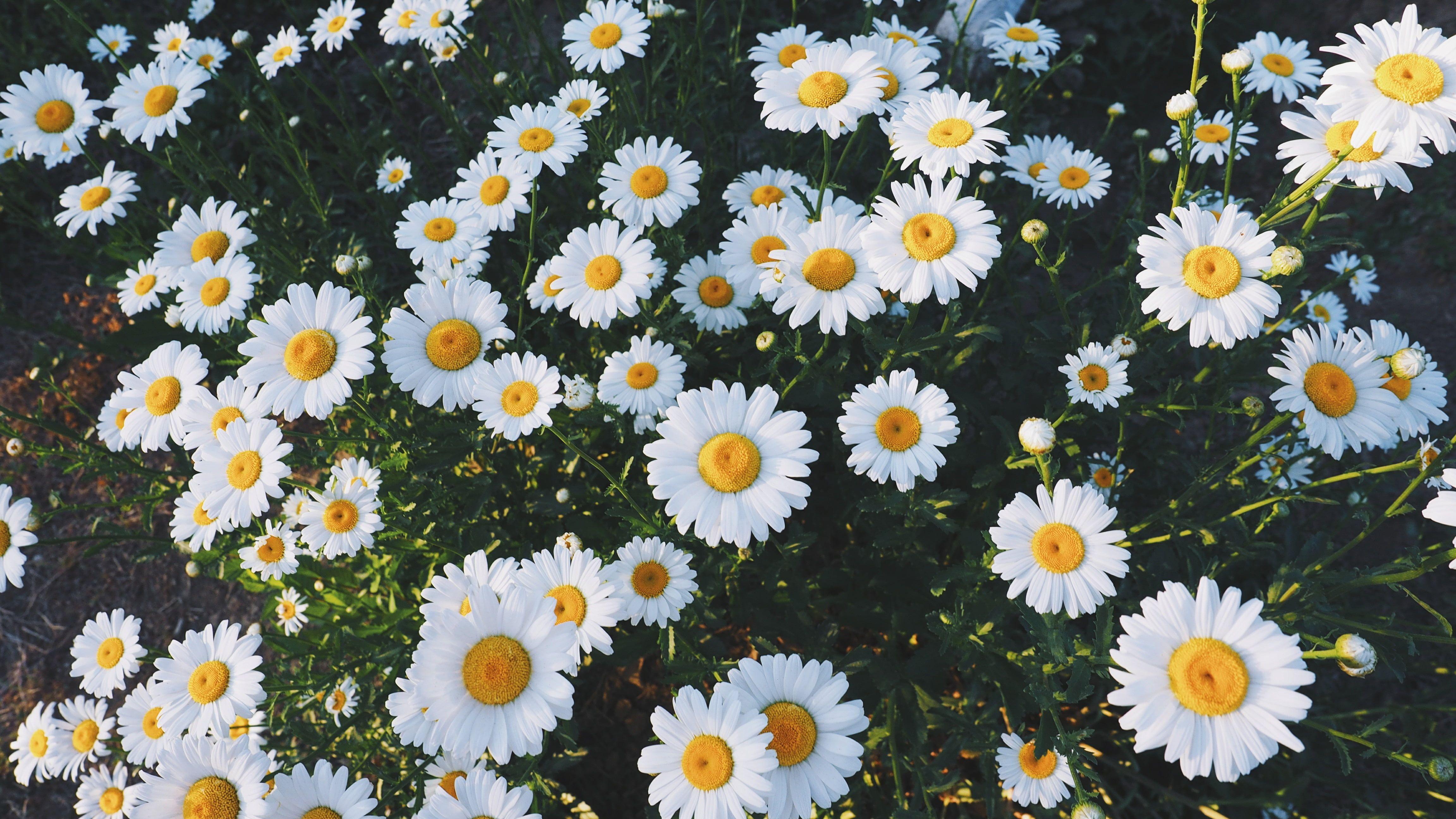 Daisy Wallpaper - iPhone, Android & Desktop Backgrounds