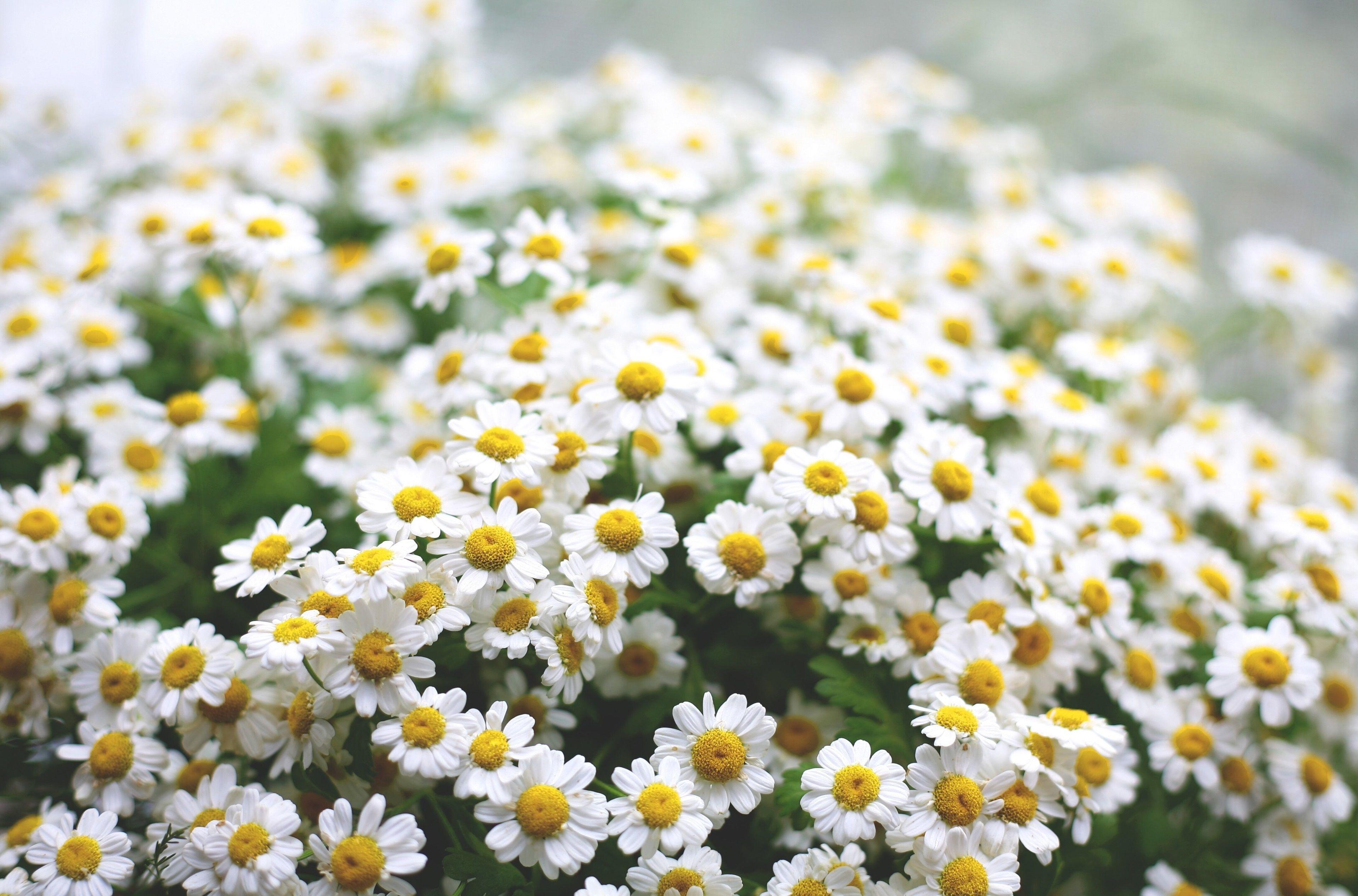 3840x2534 daisies 4k cool high resolution wallpaper. Daisy wallpaper, Daisy background, Daisy