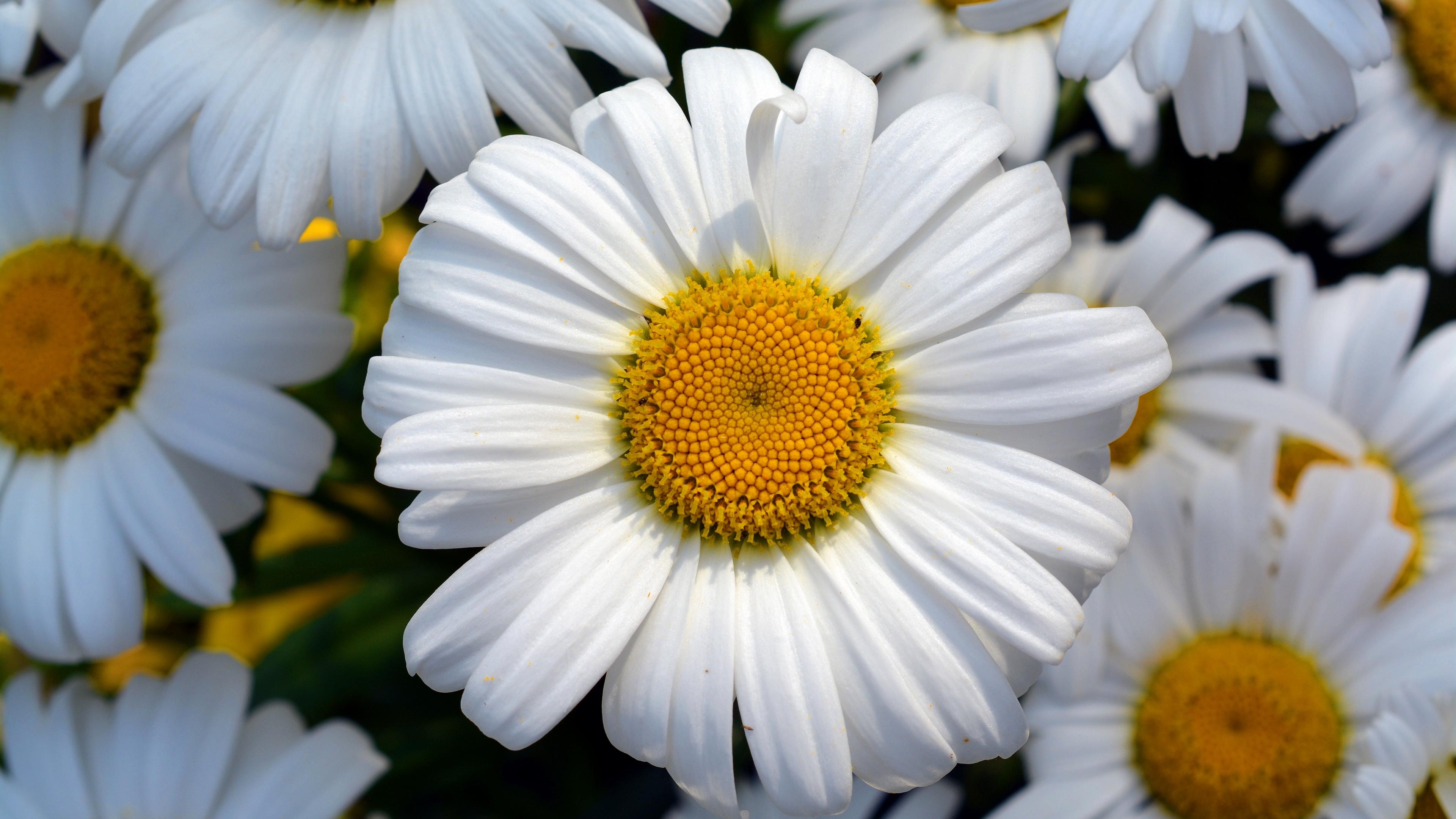 3840x2160 Wallpaper 4k daisy, flower, petals, field 4k Daisy, flower, Petals