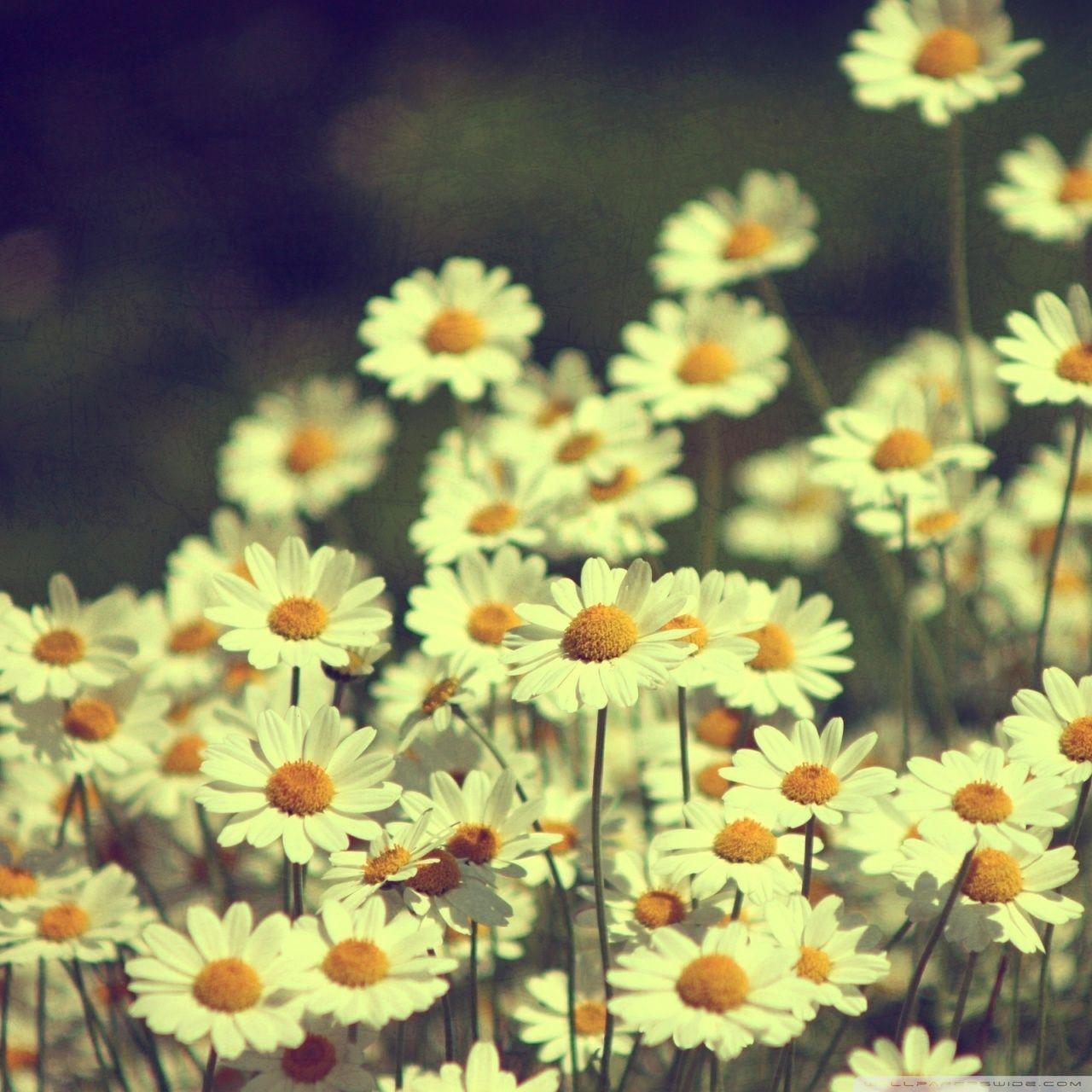 1280x1280 Hipster Daisy Wallpaper and HD Background free download on PicGaGa