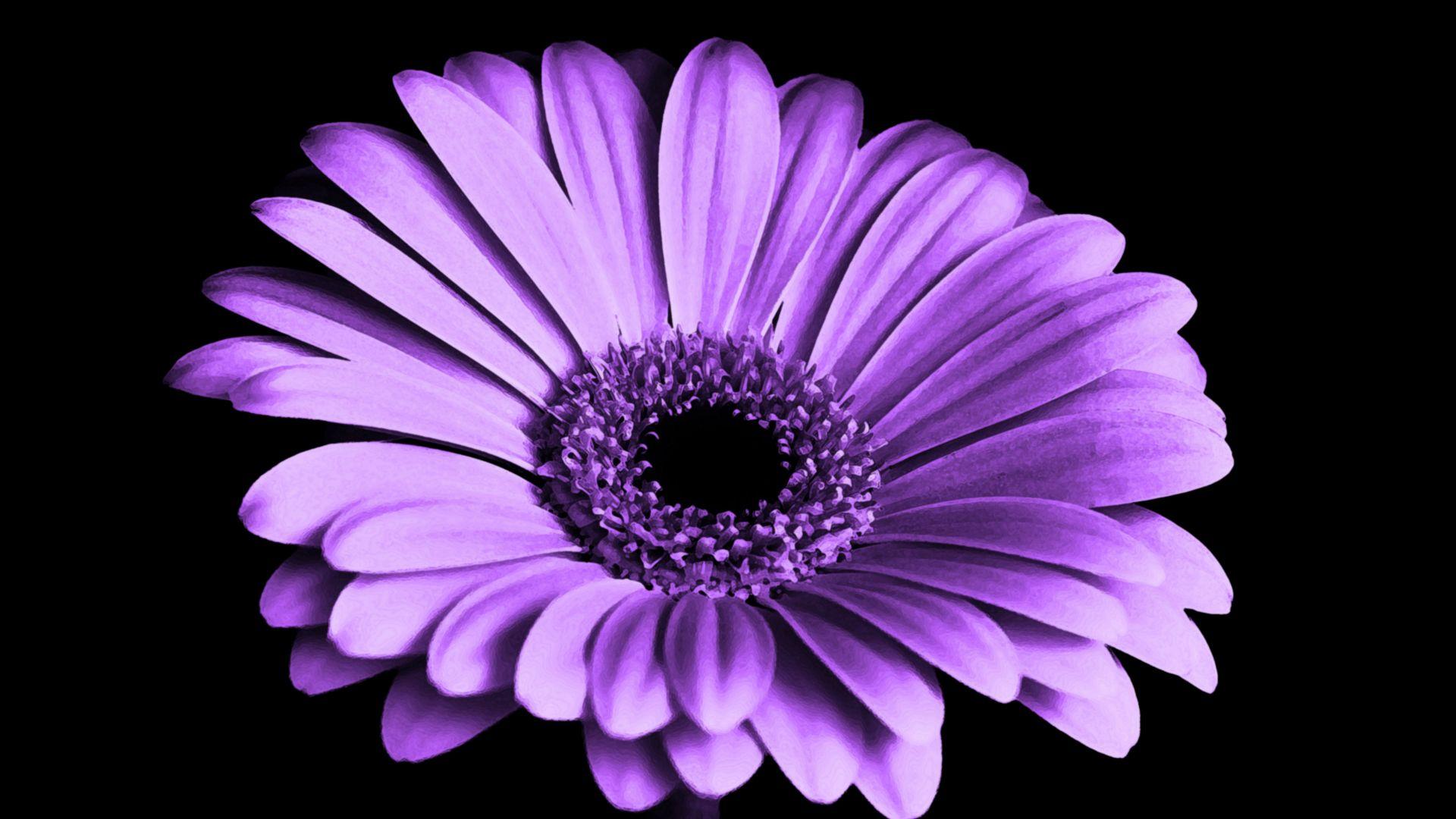 1920x1080 Desktop Wallpaper Violet Daisy, Flower, 4k, HD Image, Picture, Background, 03cede