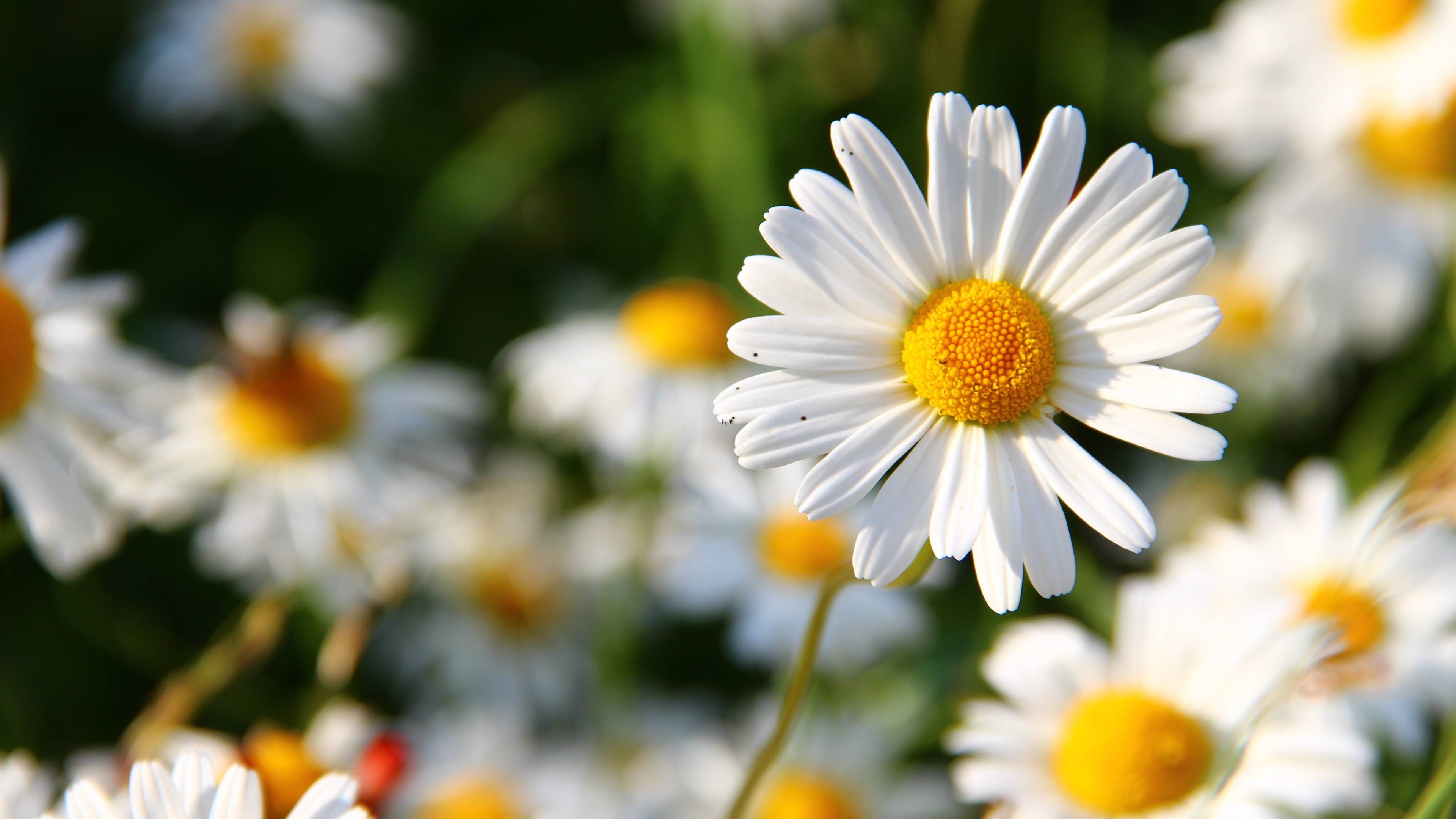 3840x2160 daisies, flowers, field 4K Wallpaper, HD Flowers 4K Wallpaper, Image, Photo and Background
