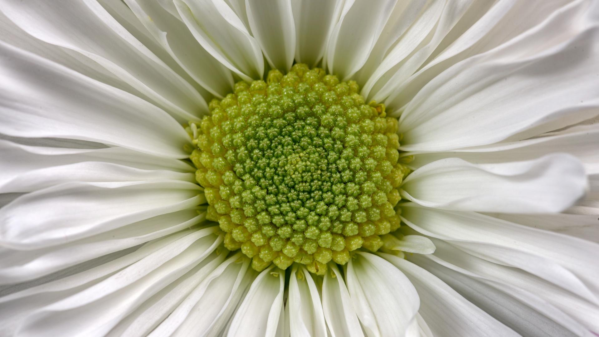1920x1080 Daisy flower Wallpaper 4K, Macro, White daisy, 5K, Flowers