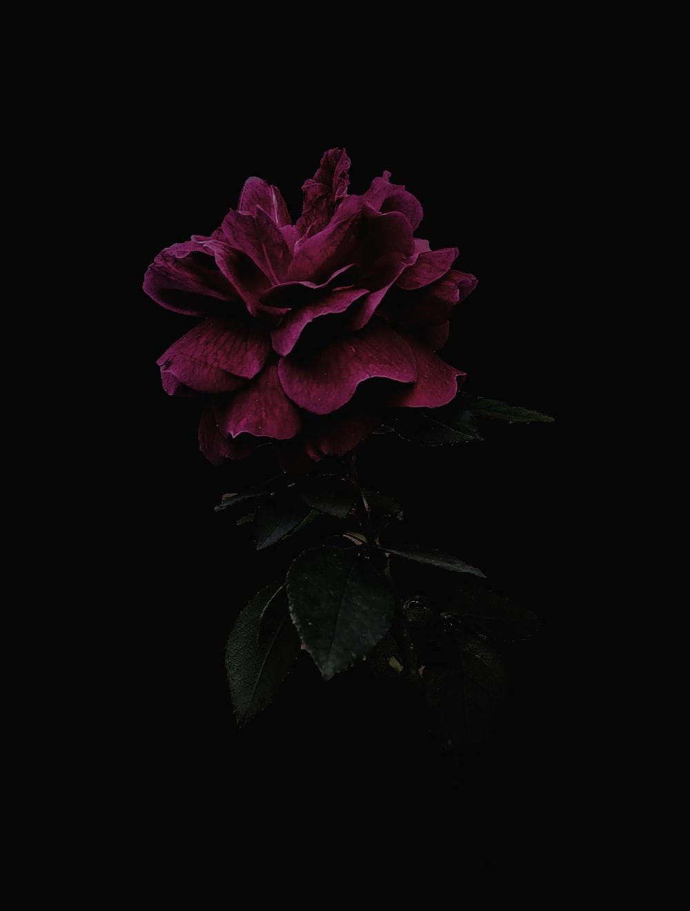 1000x1320 Dark Flower Picture. Download Free Image