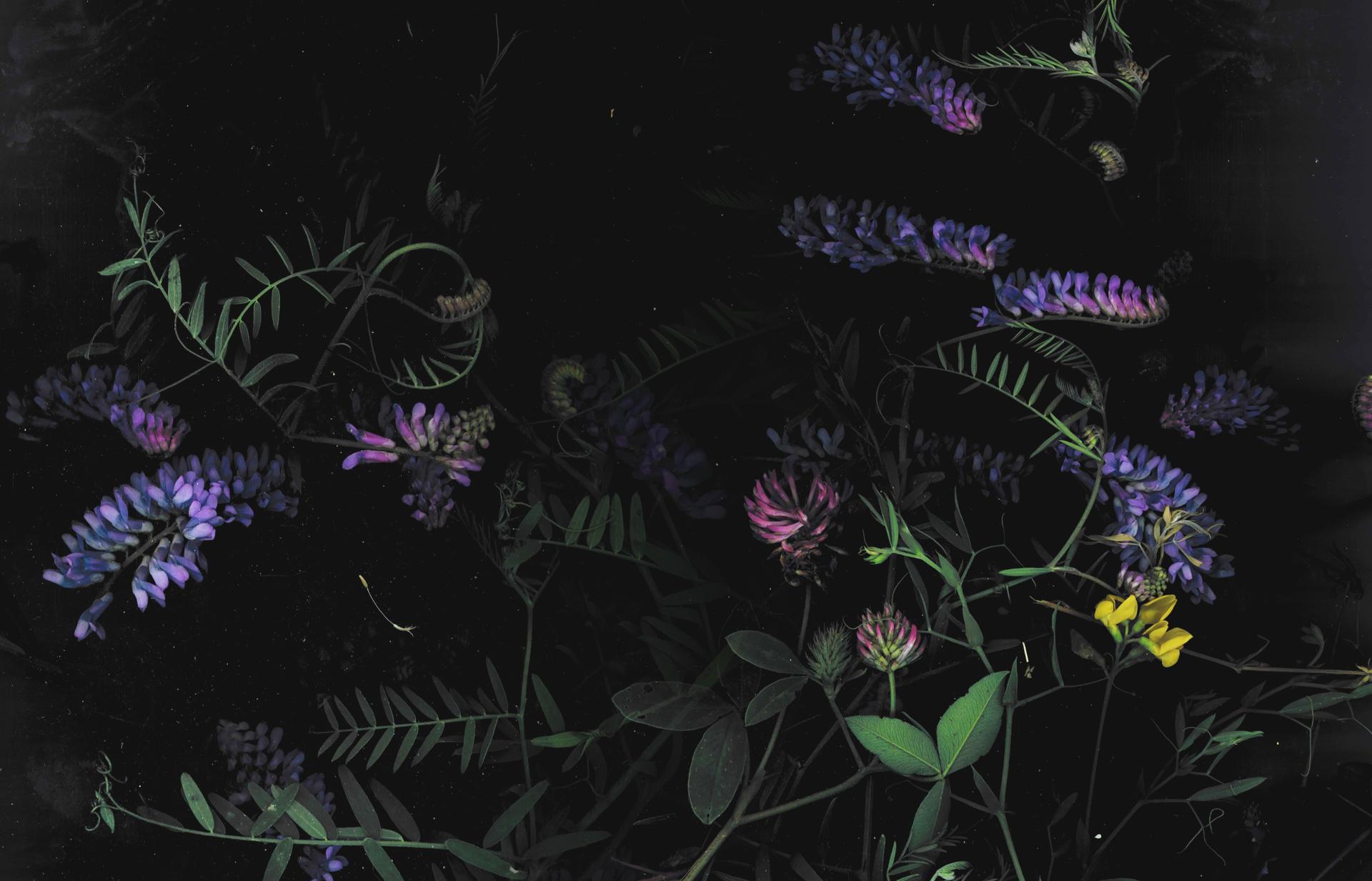 Dark Floral Desktop Wallpapers - Top Free Dark Floral Desktop ...