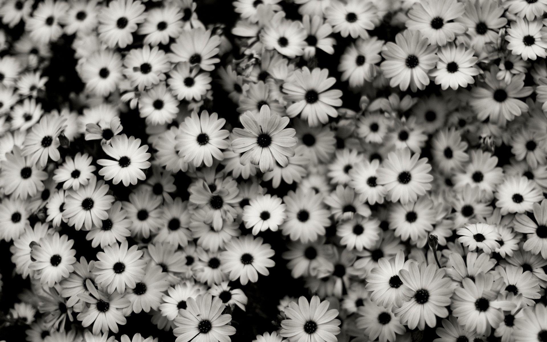 1920x1200 Black and White Floral Desktop Wallpaper, HD Black and White Floral Desktop Background