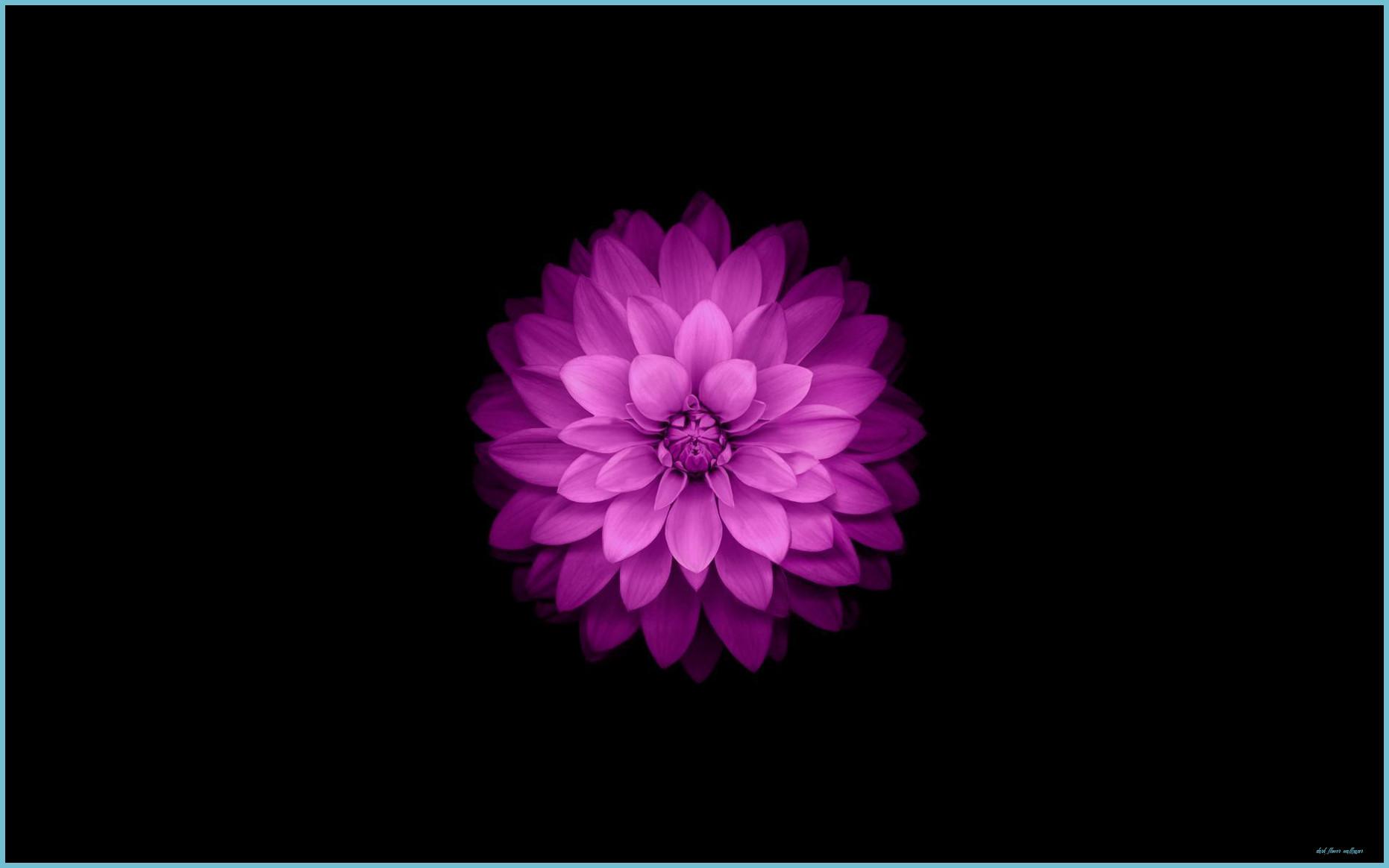 1862x1164 Dark Flower Wallpaper For Android Flower Wallpaper