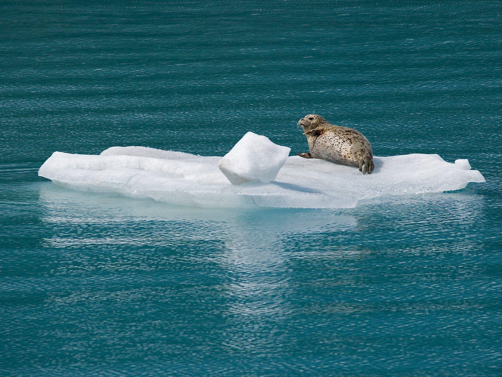 1600x1200 Снимка Harbor Seal, Glacier Bay National Park, Alaska. Glacier bay national park, Animals, Animals image