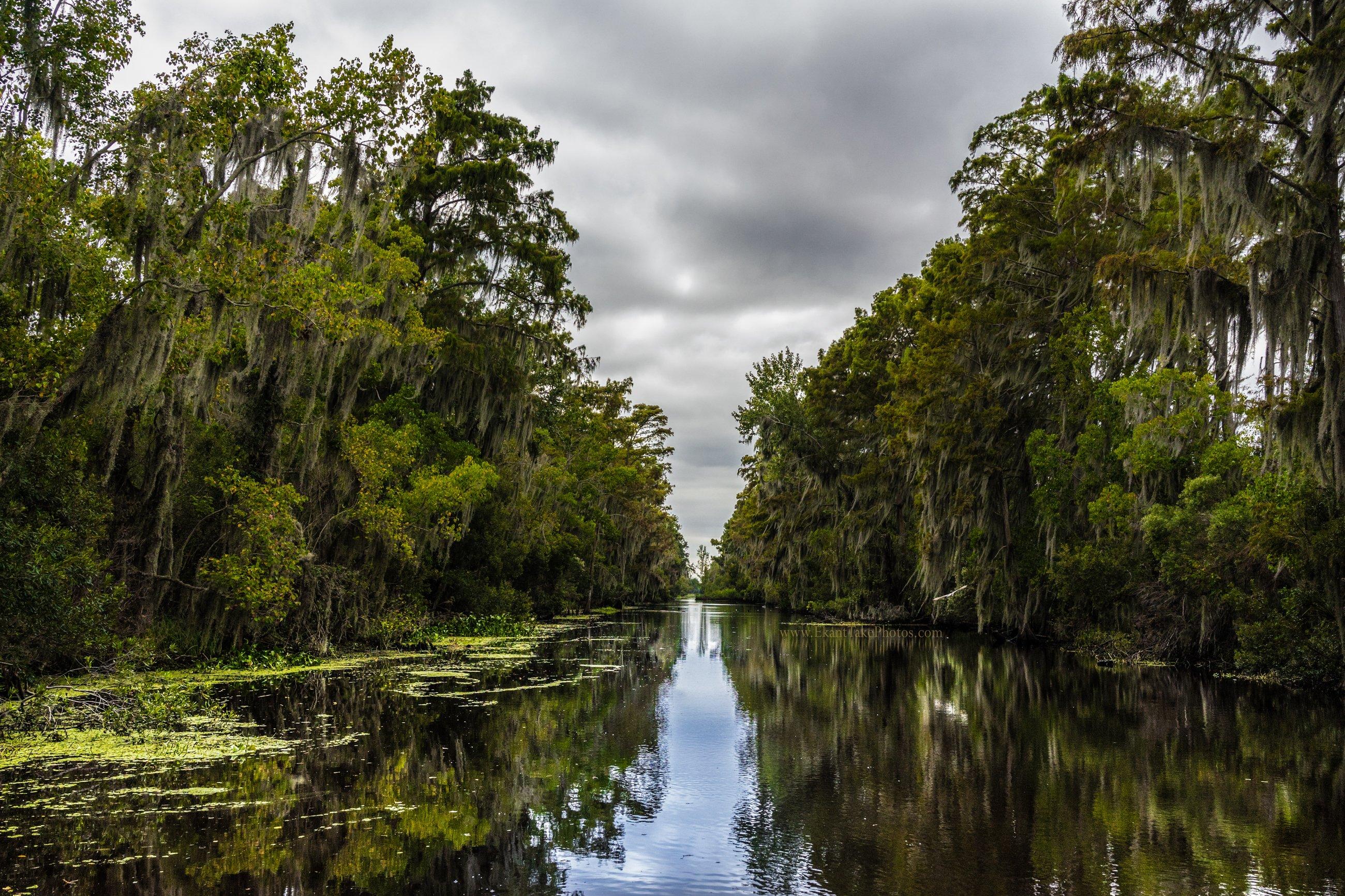 Louisiana Swamp Wallpapers - Top Free Louisiana Swamp Backgrounds ...