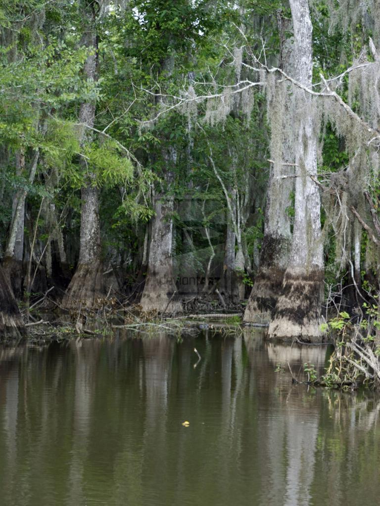 768x1024 Free download Louisiana Bayou Wallpaper [900x1344] for your Desktop, Mobile & Tablet. Explore Louisiana Swamp Wallpaper. Louisiana Swamp Wallpaper, Louisiana Swamp Scene Wallpaper, Swamp Wallpaper