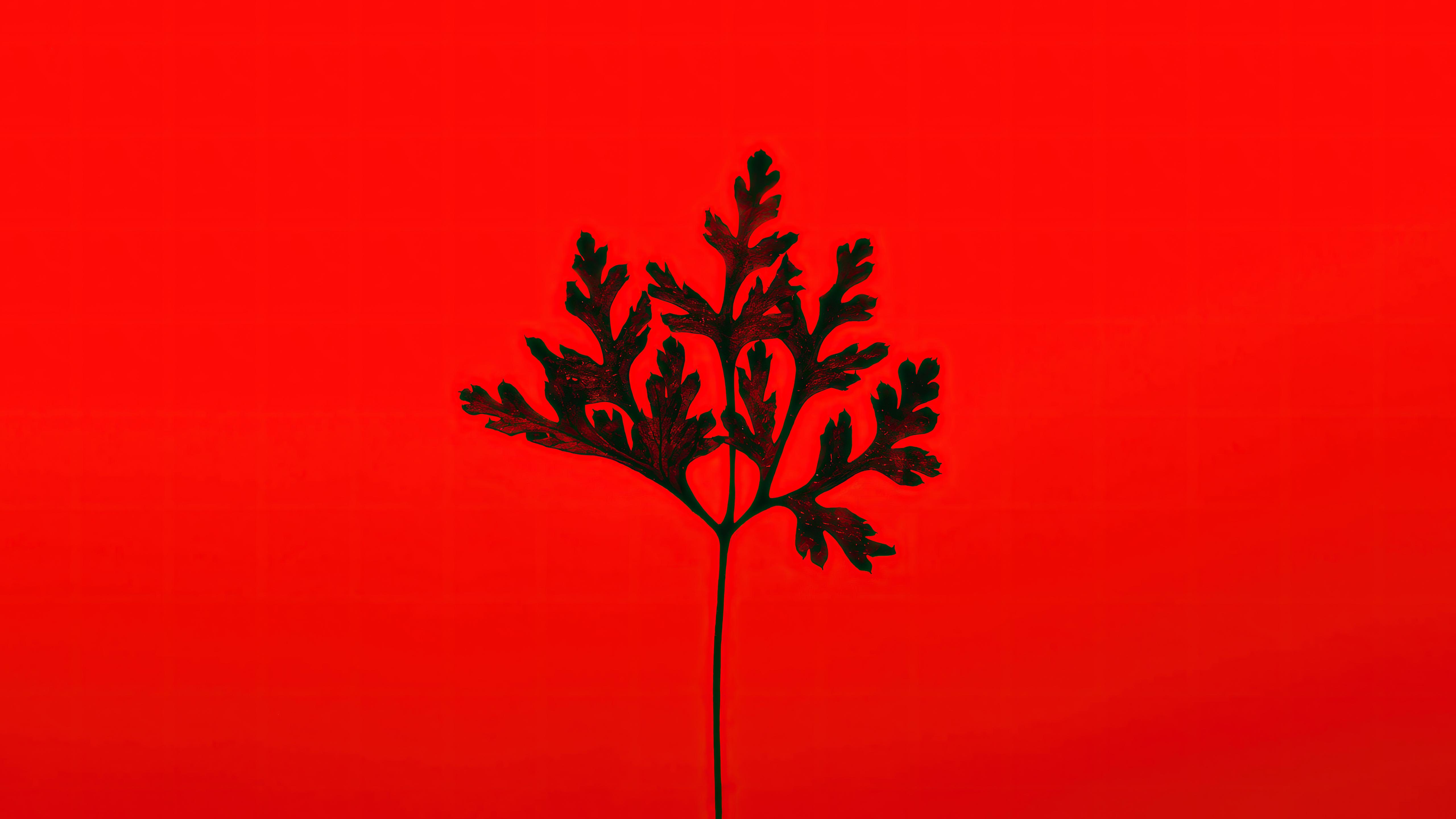 5120x2880 Black Leaf Red Background 5k Laptop Full HD 1080P HD 4k Wallpaper, Image, Background, Photo and Picture