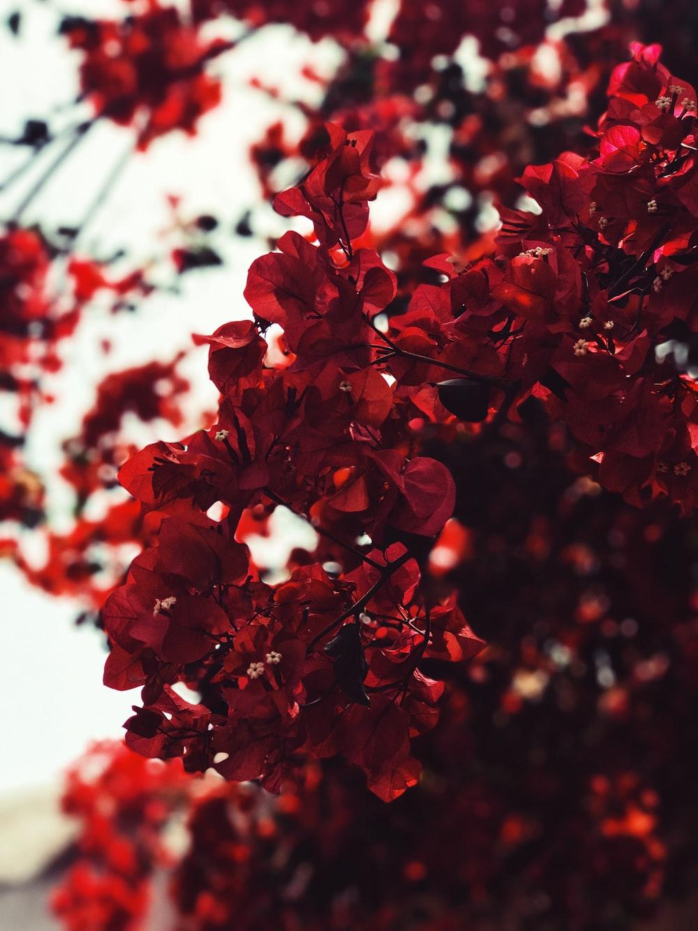1000x1333 Red Flowers Picture. Download Free Image
