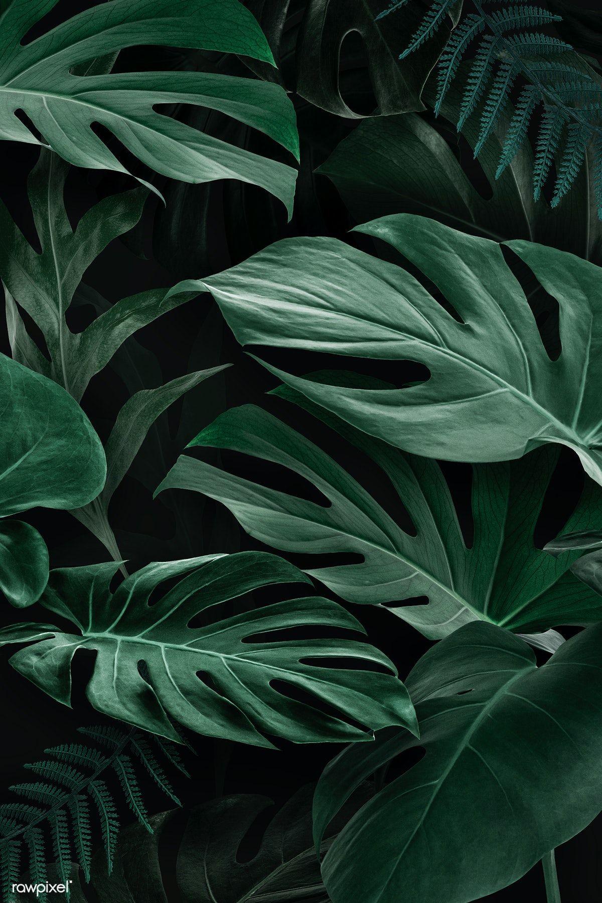 1200x1800 Download premium illustration of Fresh natural green Monstera Deliciosa. Green leaf background, Leaf background, Plant wallpaper