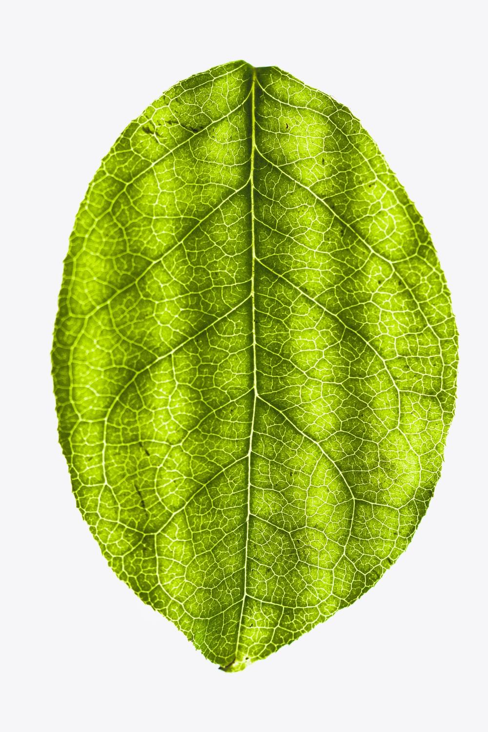 1000x1499 Leaf Background Image: Download HD Background