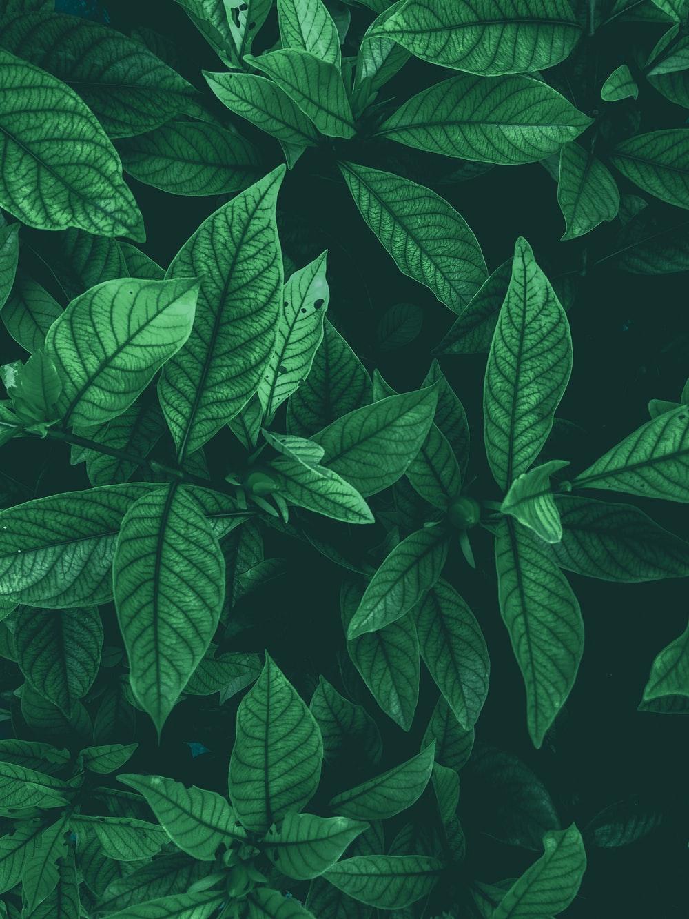 1000x1333 Leaf Background Image: Download HD Background
