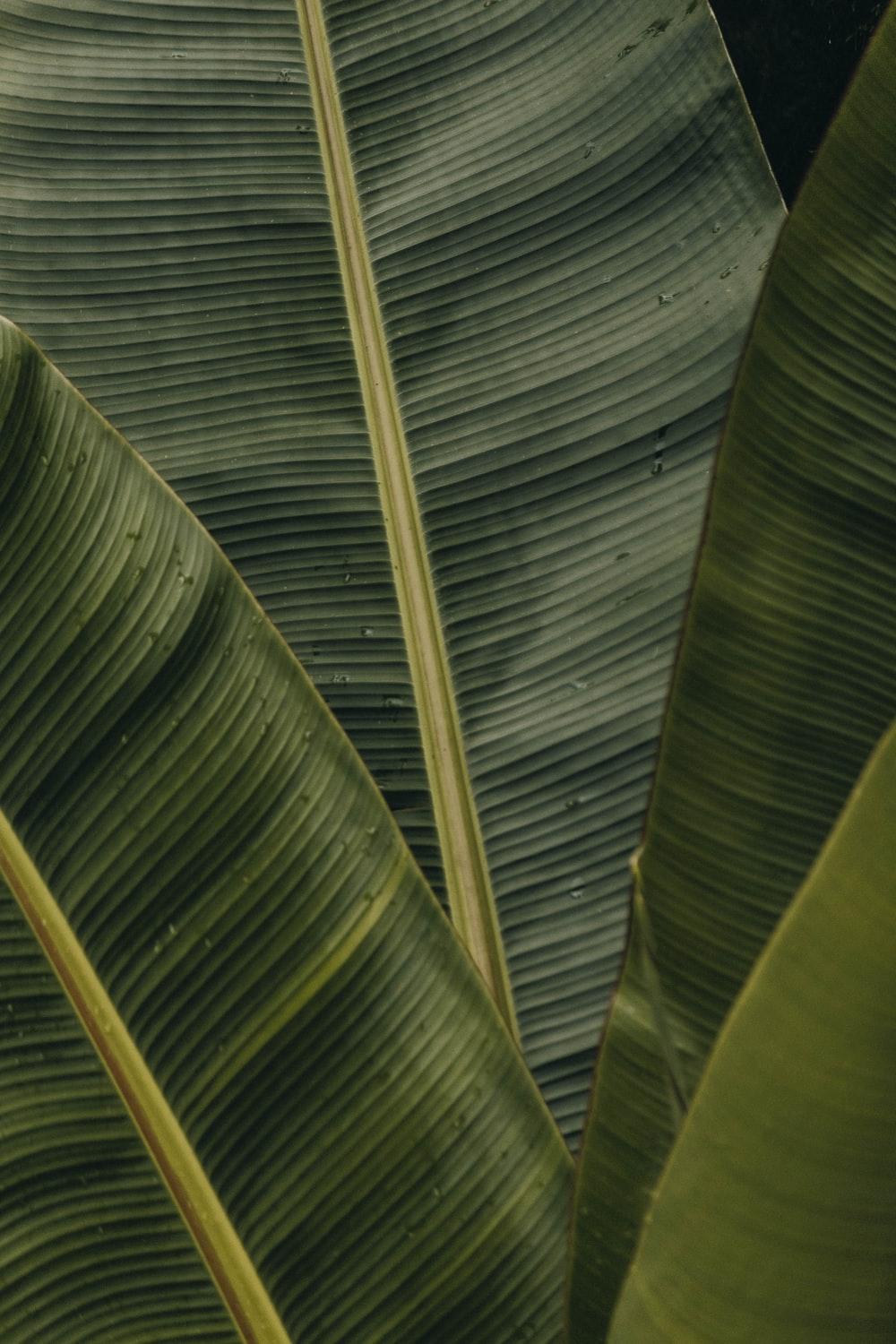 1000x1500 Leaf Background Image: Download HD Background