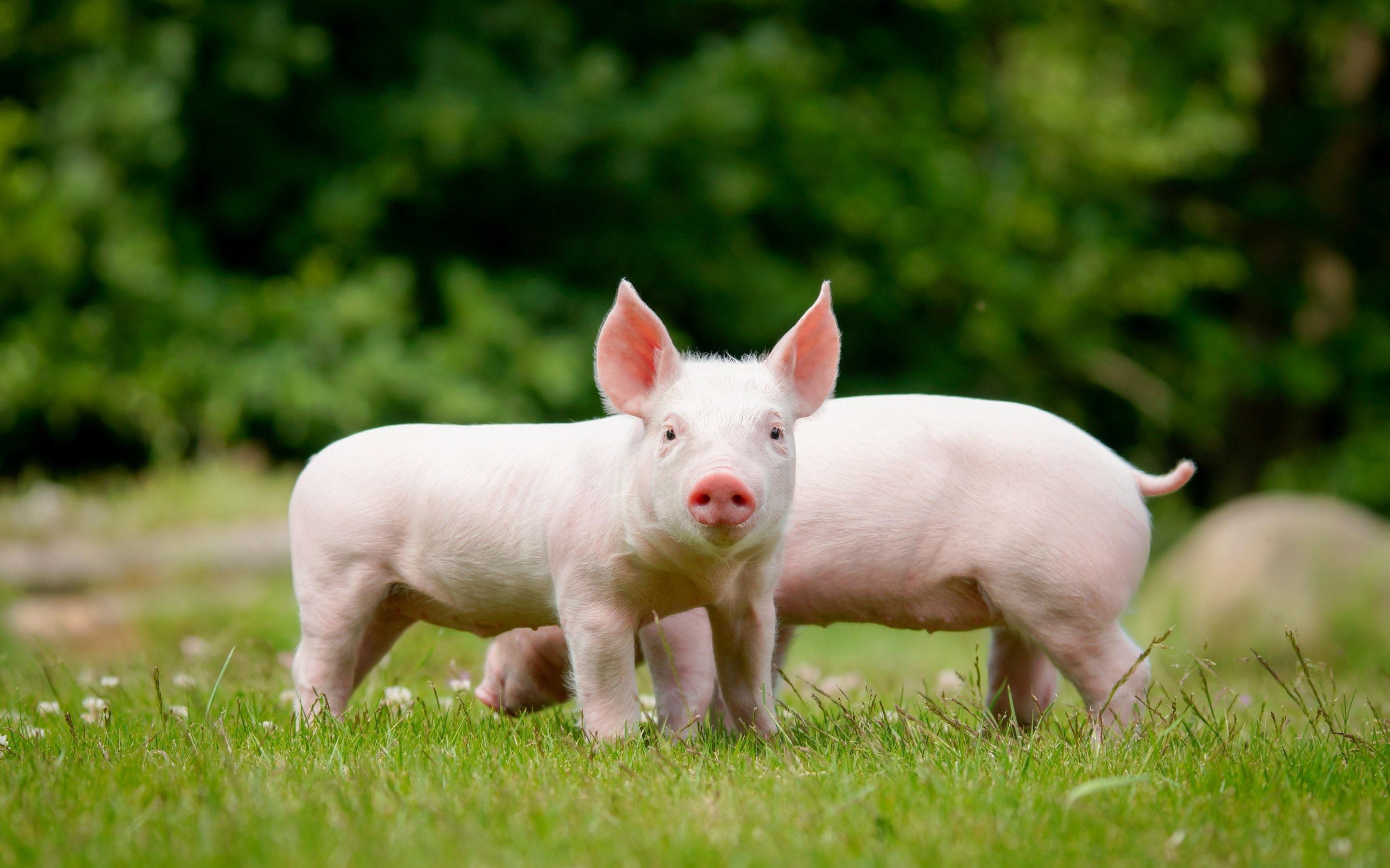 猪中午猪头农家喂养摄影图配图高清摄影大图-千库网