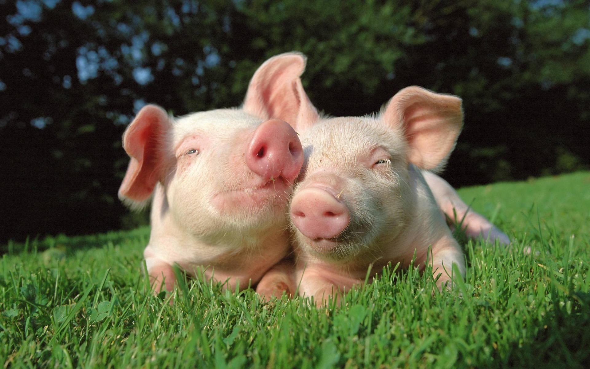 1920x1200 Pig Wallpaper