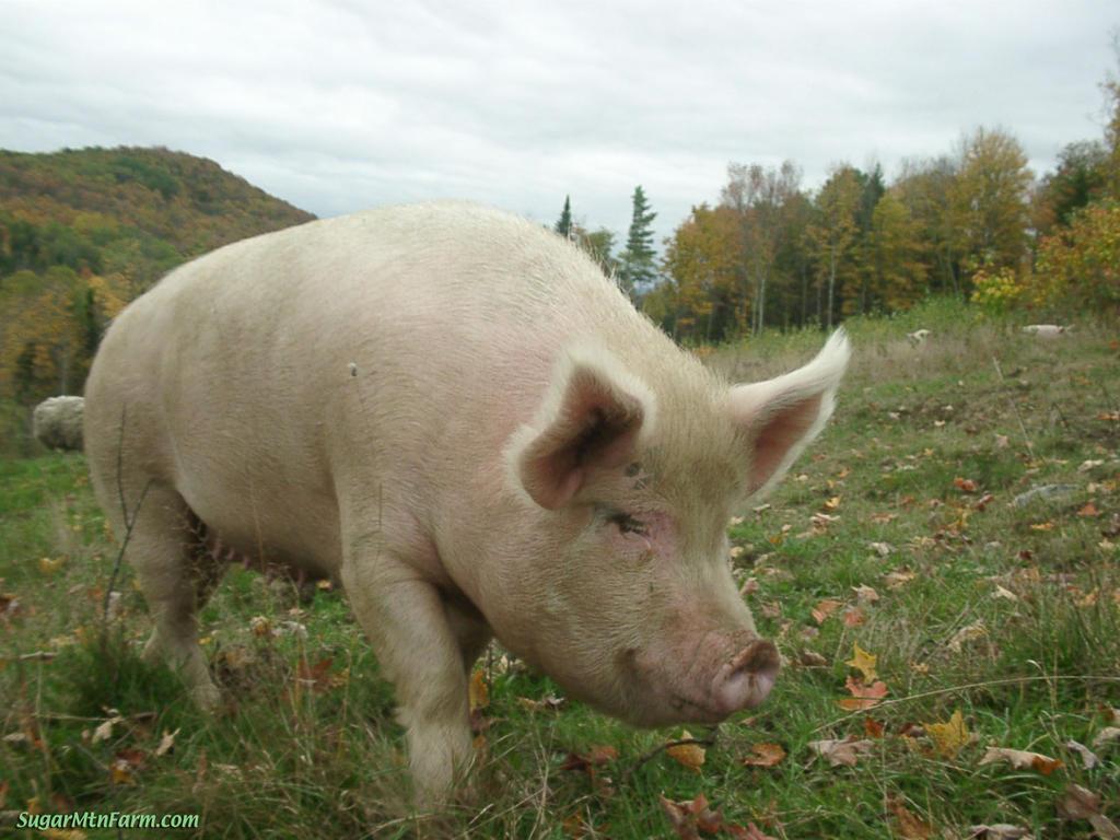 1024x768 Big Pig. Sugar Mountain Farm