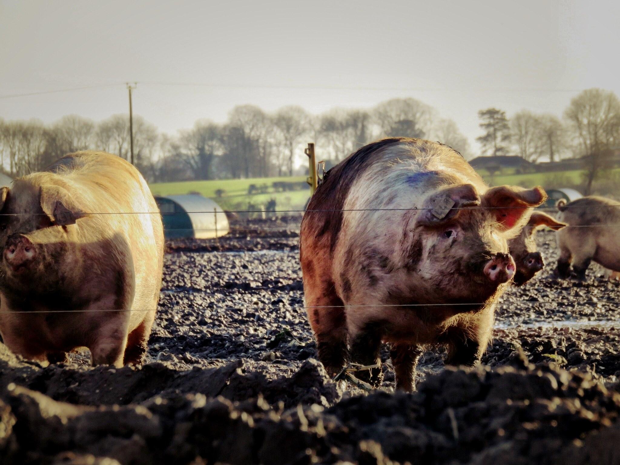 2048x1536 Wallpaper / animal pig hog and head HD 4k wallpaper