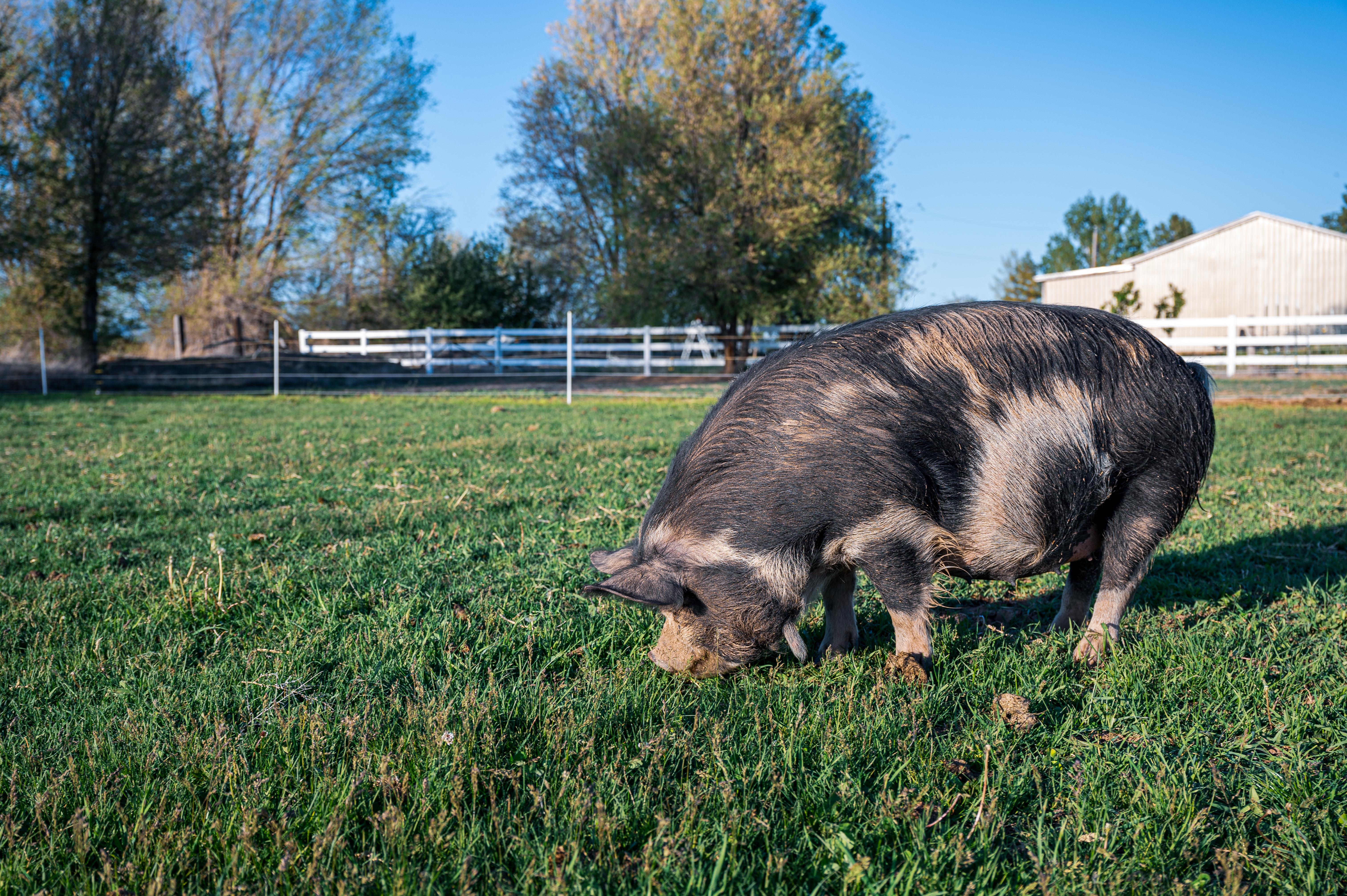 6048x4024 Cute domestic pig eating grass in farm · Free