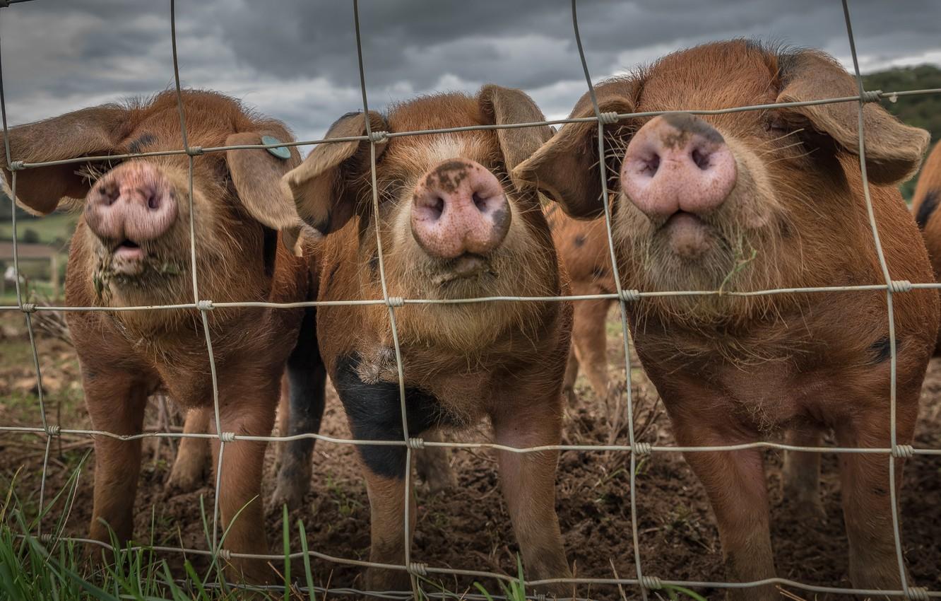 1332x850 Wallpaper nature, the fence, pig image for desktop, section животные