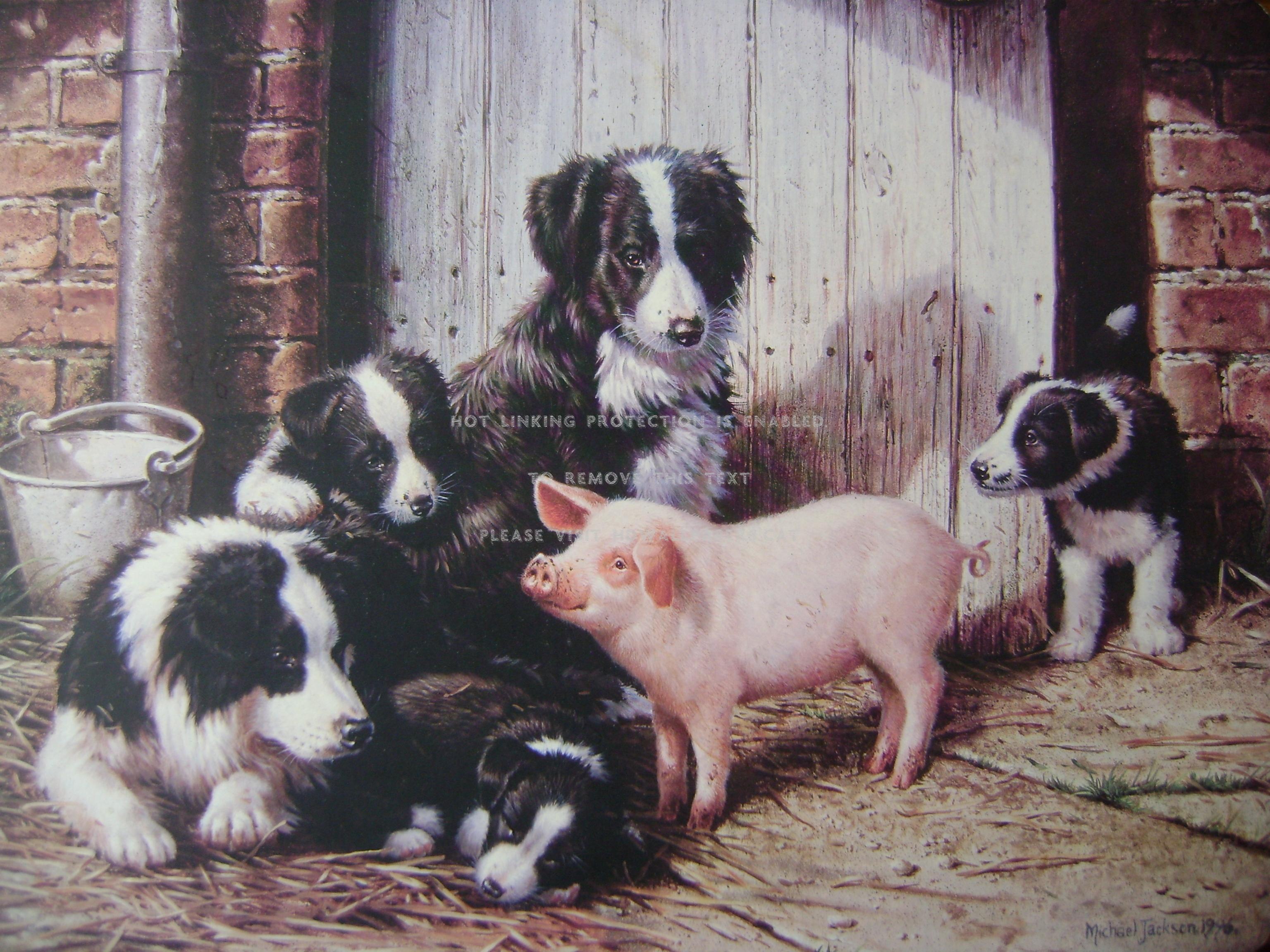3072x2304 collie family and friend pig dogs farm