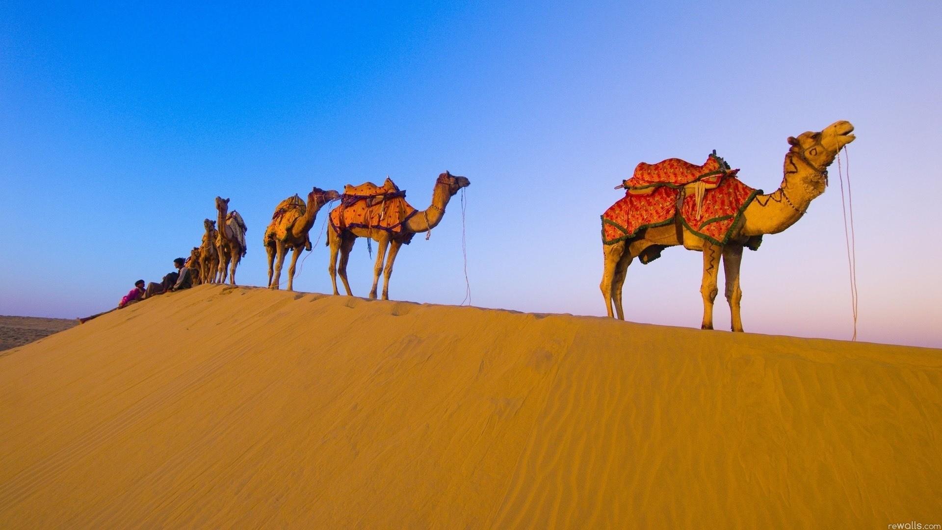 1920x1080 animals, Desert, Camels Wallpaper HD / Desktop and Mobile Background