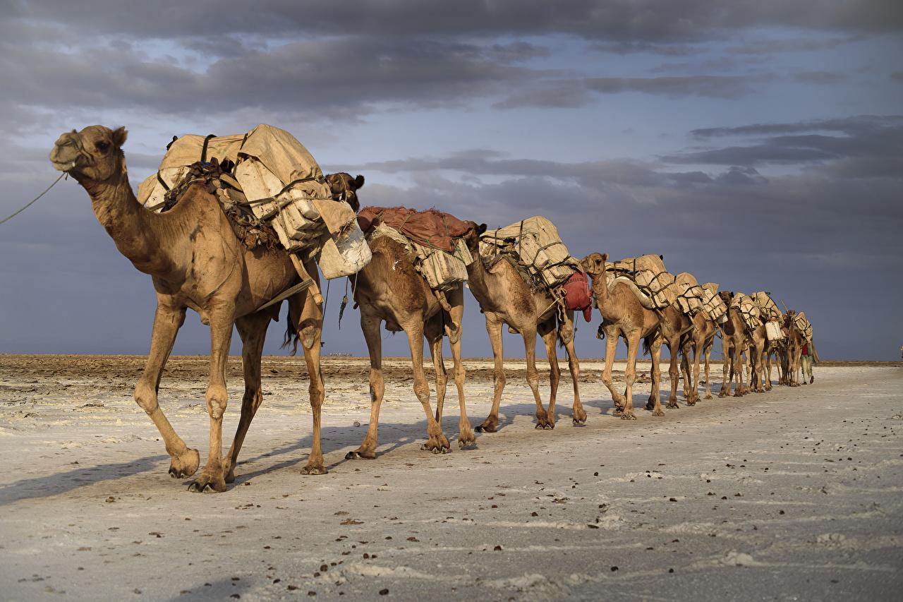 1280x853 Desktop Wallpaper Camels Desert Animals