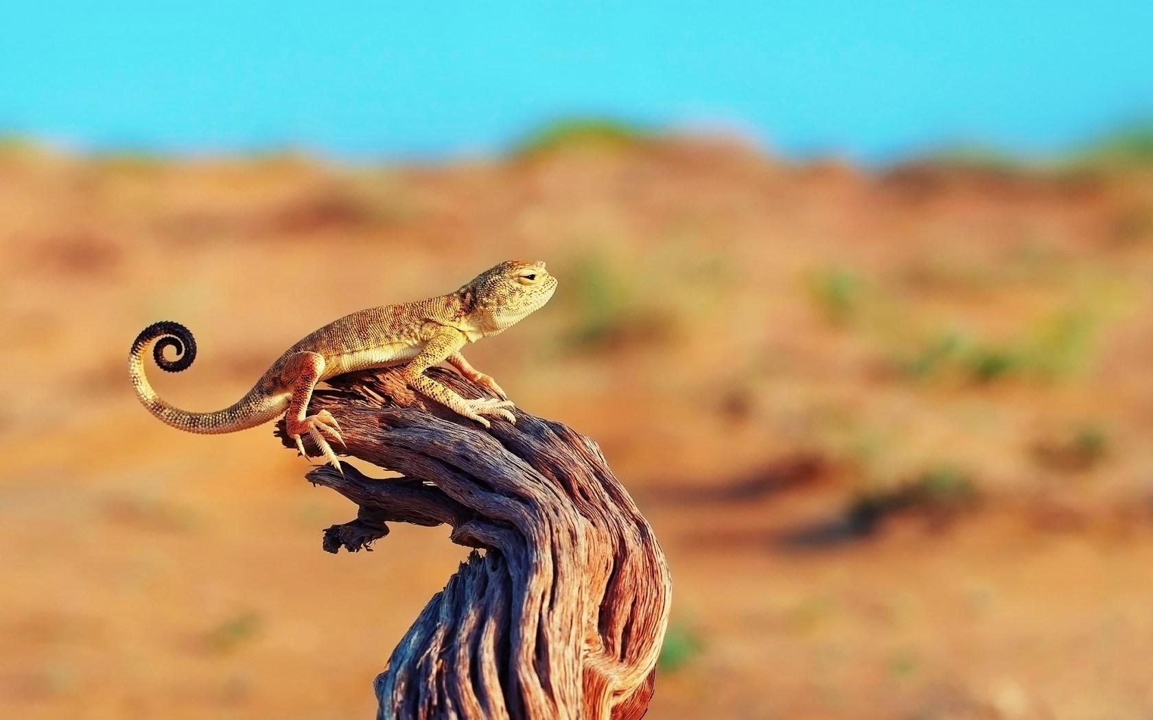 1680x1050 Free download Desert Lizard wallpaper [1680x1050] for your Desktop, Mobile & Tablet. Explore Lizards Wallpaper. Lizards Wallpaper, Lizards Wallpaper for Computer