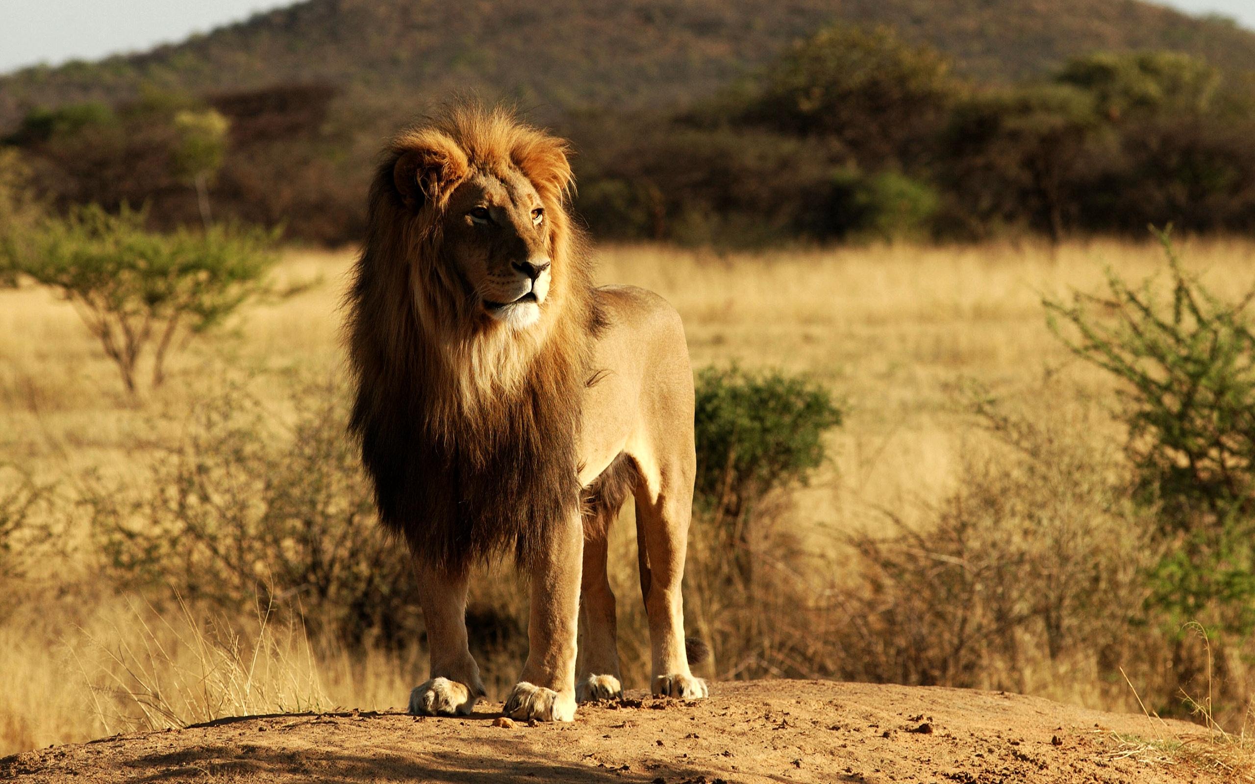 2560x1600 Savannah Desert Animals