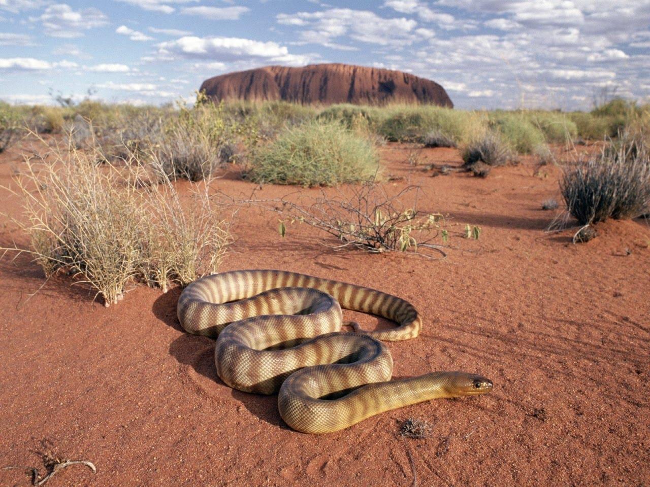 1280x960 Free Desktop Background And Wallpaper: Desert Animals. Desert Animals Picture and Photo