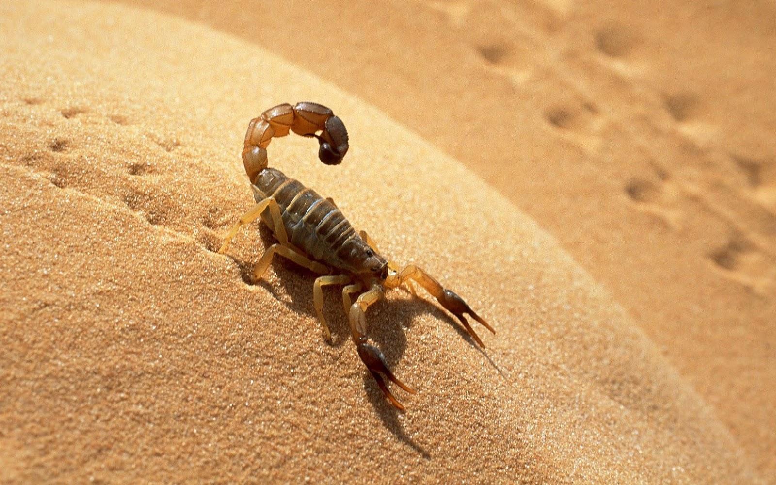 1600x1000 Free download Wallpaper of a scorpion in the desert HD Animals Wallpaper [1600x1000] for your Desktop, Mobile & Tablet. Explore Scorpions Wallpaper. MKX Scorpion Wallpaper, Scorpion Wallpaper HD, Mortal