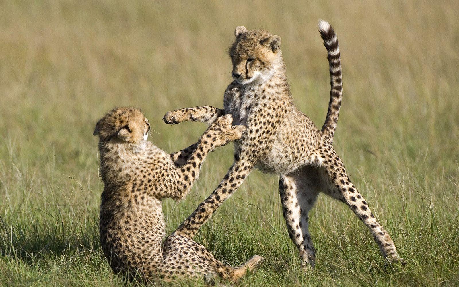 1600x1000 Cheetah. Cheetah picture, Big animals, Animals beautiful