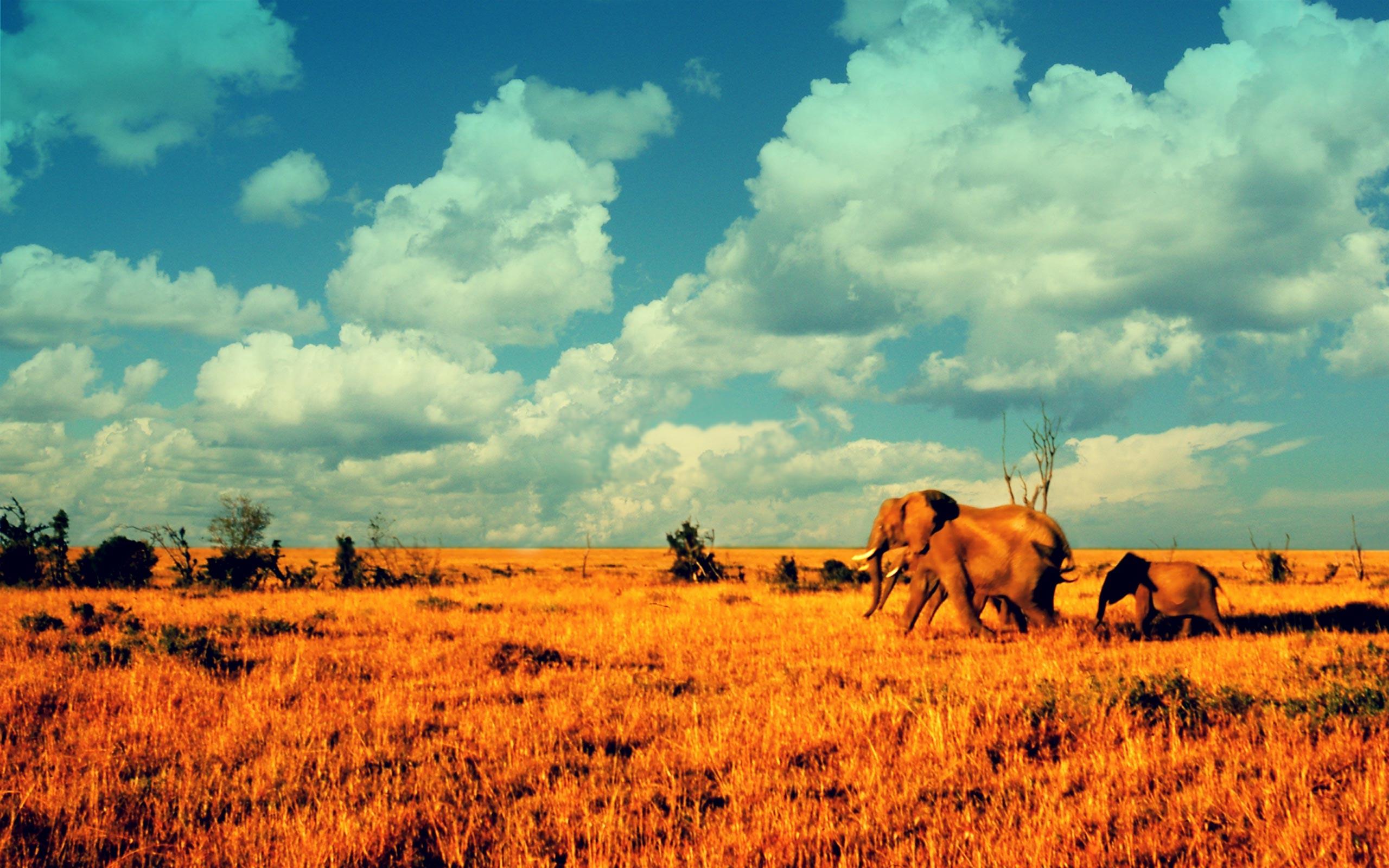 2560x1600 deserts, Elephants, African, Baby, Elephant, Baby, Animals Wallpaper HD / Desktop and Mobile Background