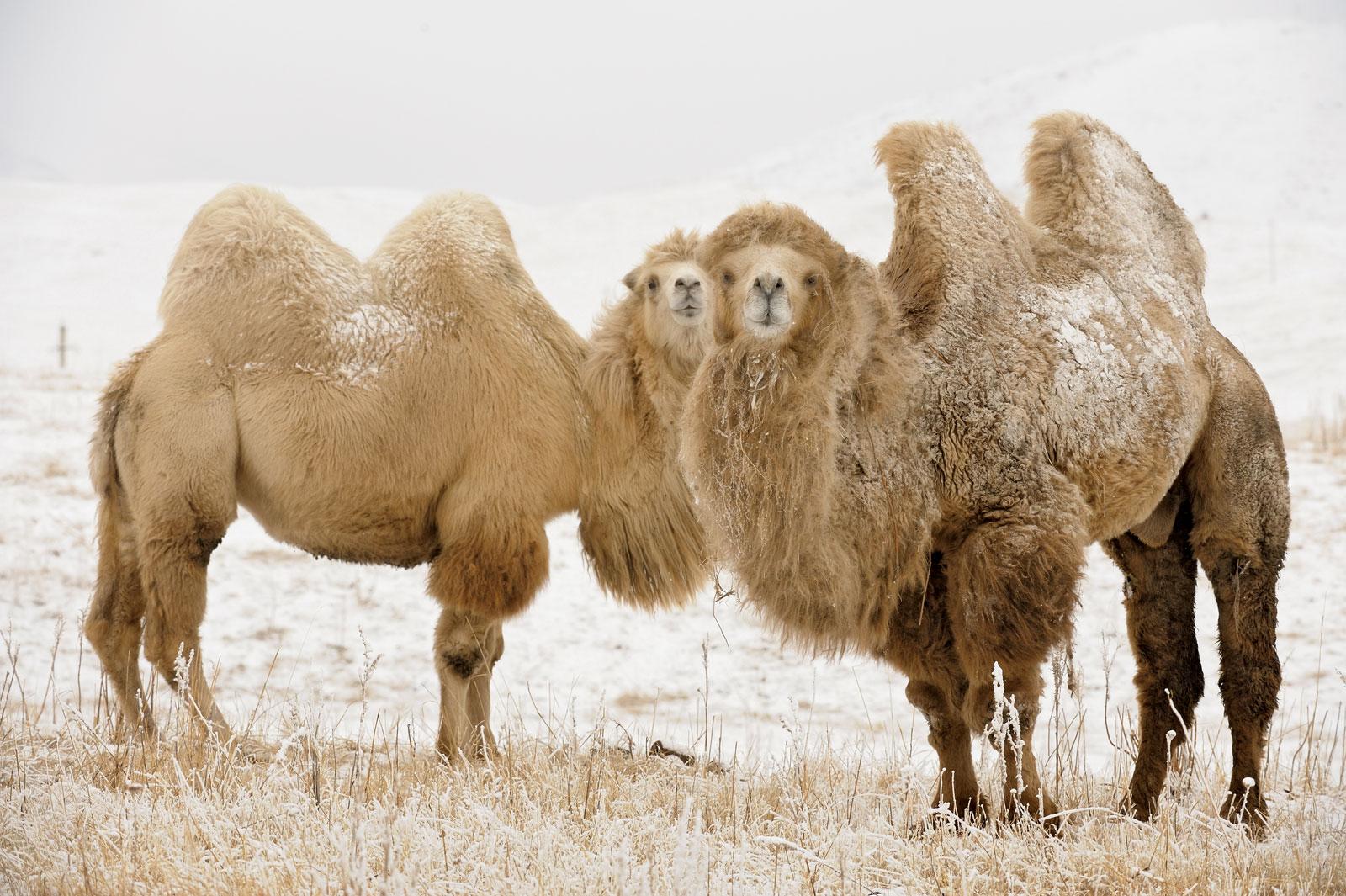 1600x1065 My HD Animals: desert animals