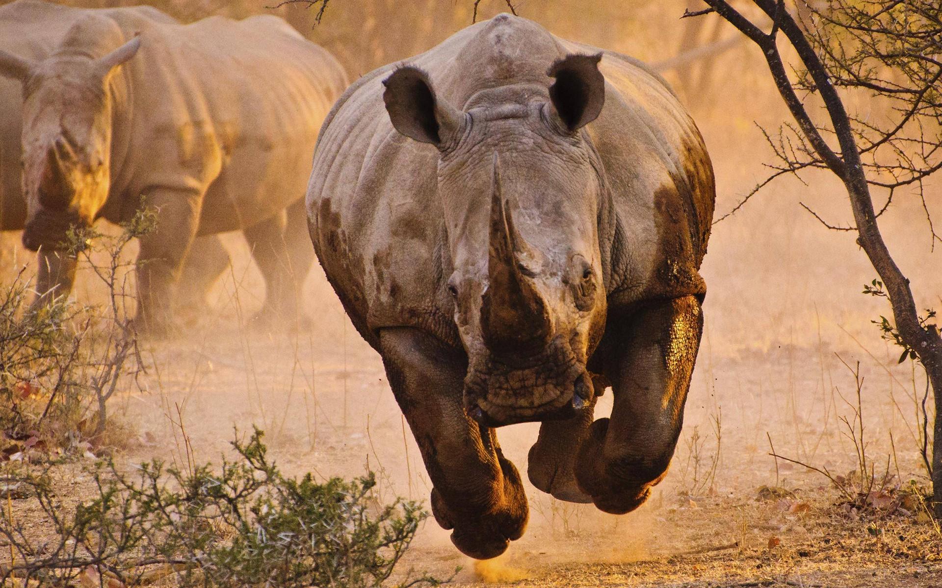 1920x1200 animals, Rhino, Savannah, Desert, Nature Wallpaper HD / Desktop and Mobile Background
