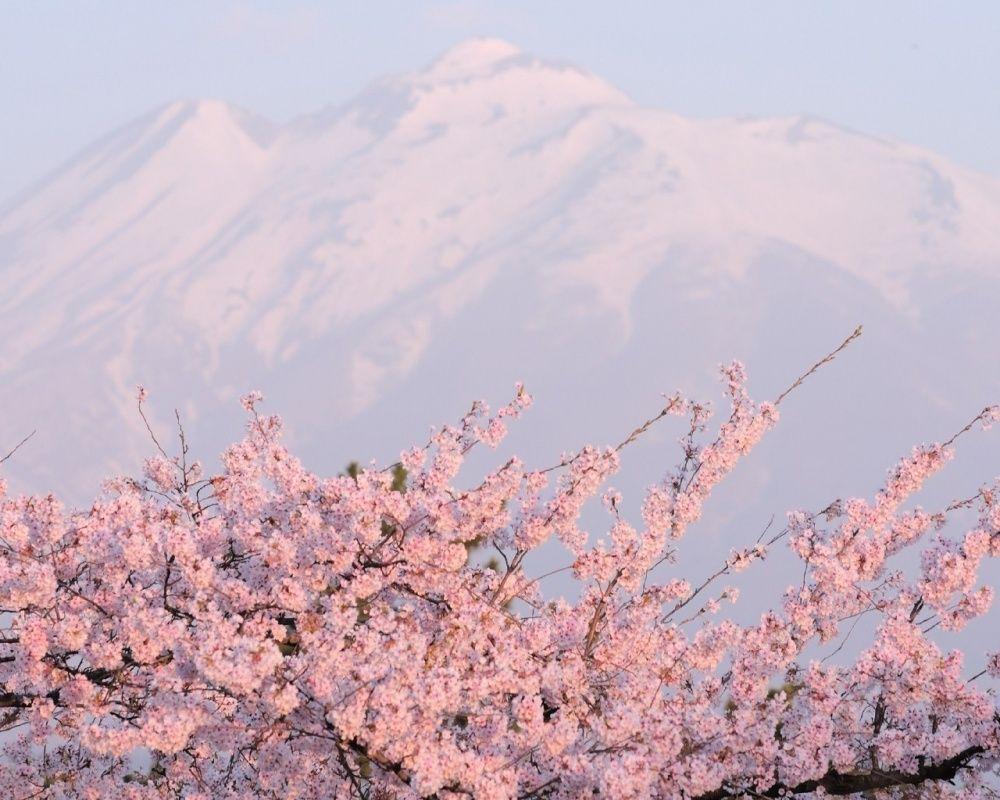 1000x800 These stunning photo of Japanese cherry blossoms will fill you with wonder. Aesthetic desktop wallpaper, Sakura wallpaper, Laptop wallpaper