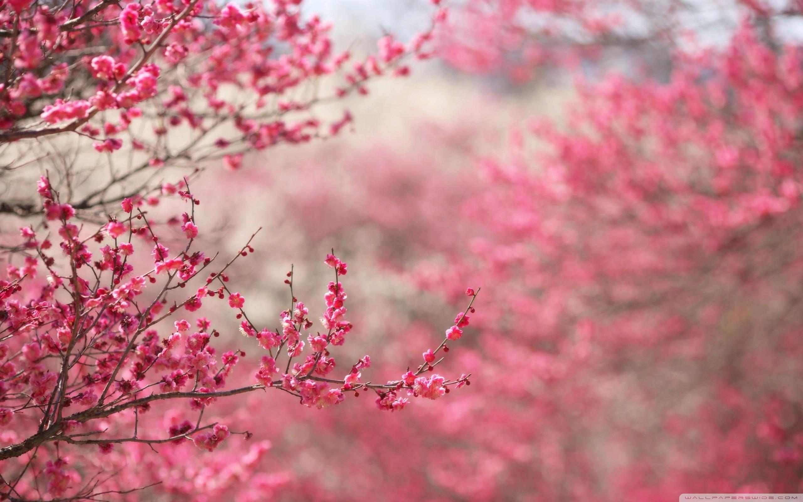 2560x1600 Sakura Flower Wallpaper background picture