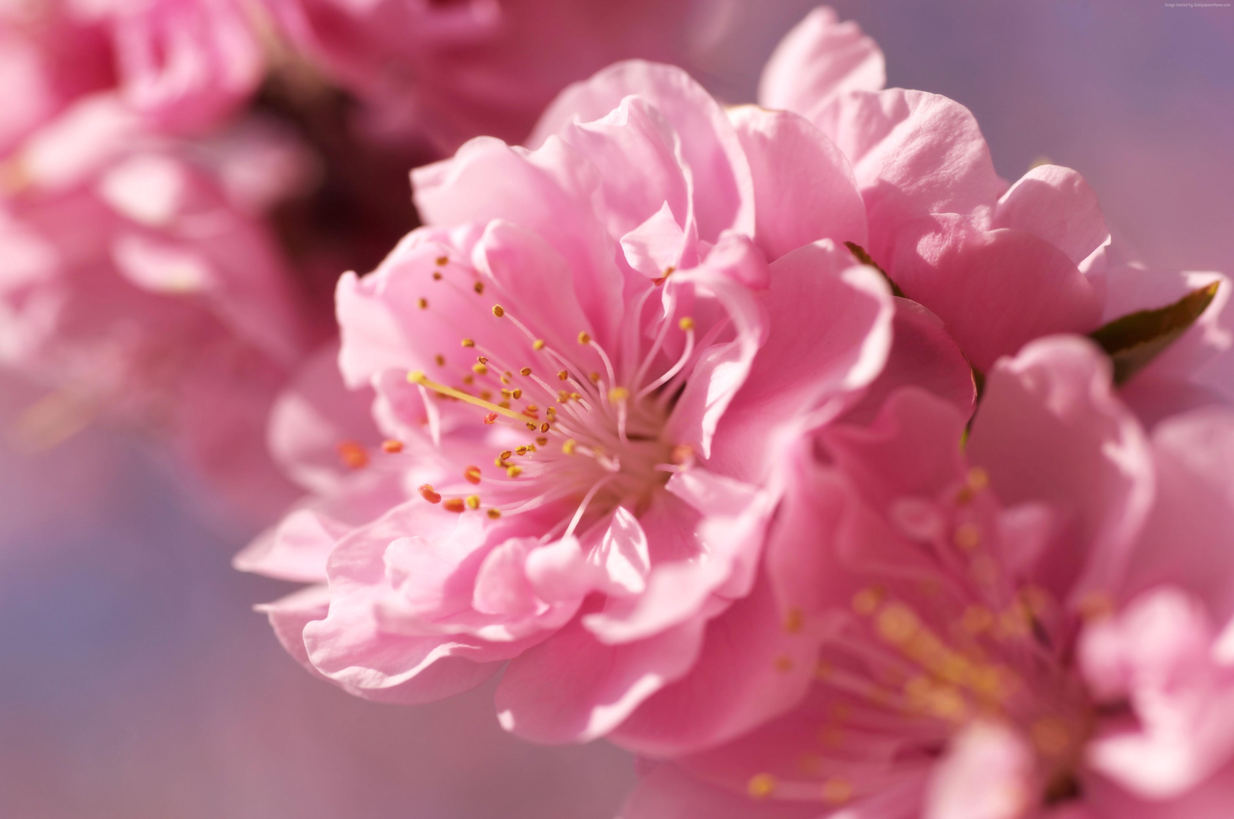 4288x2848 k, #pink, #flower, #spring, #HD wallpaper, #sakura. Mocah HD Wallpaper