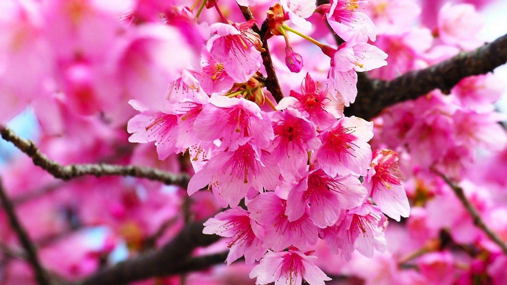 1920x1080 Pink Cherry Blossom Wallpaper
