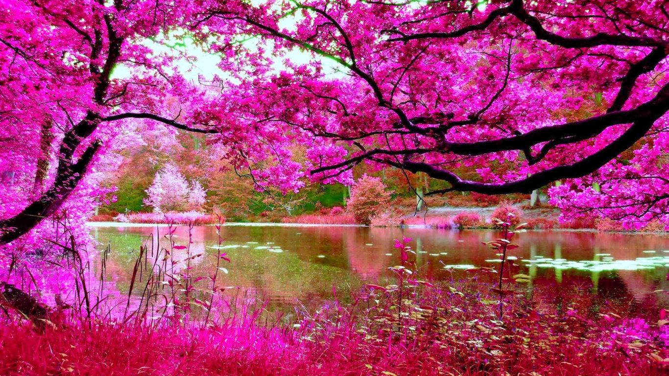 1366x768 Cherry Blossom Wallpaper HD 1920x1080