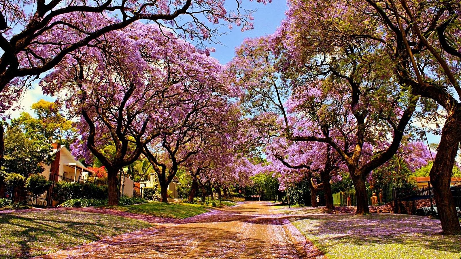 1600x900 Sakura Tree Wallpaper