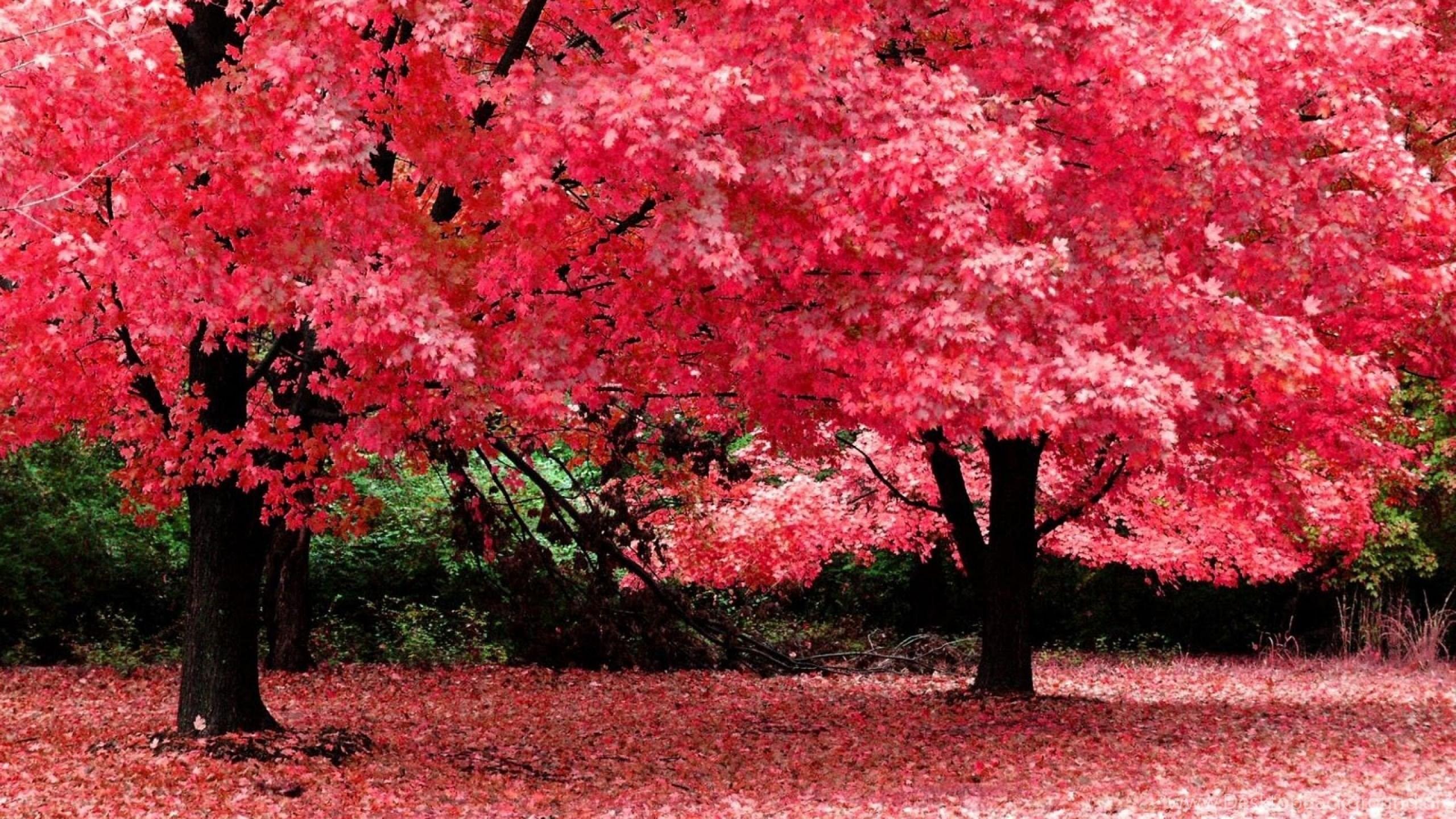 2560x1440 Beauty Sakura Tree Nature Wallpaper Desktop Background