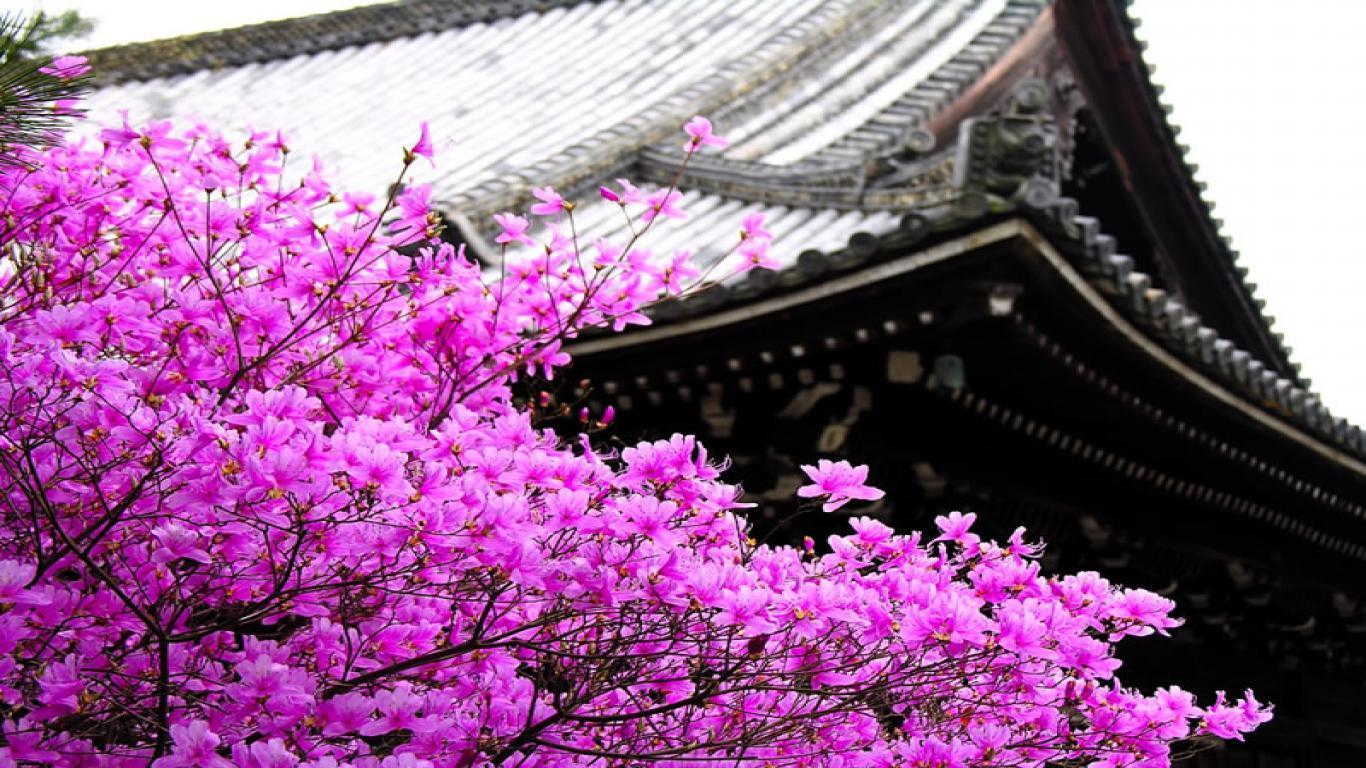 1366x768 Sakura flower wallpaper HD with blossom tree