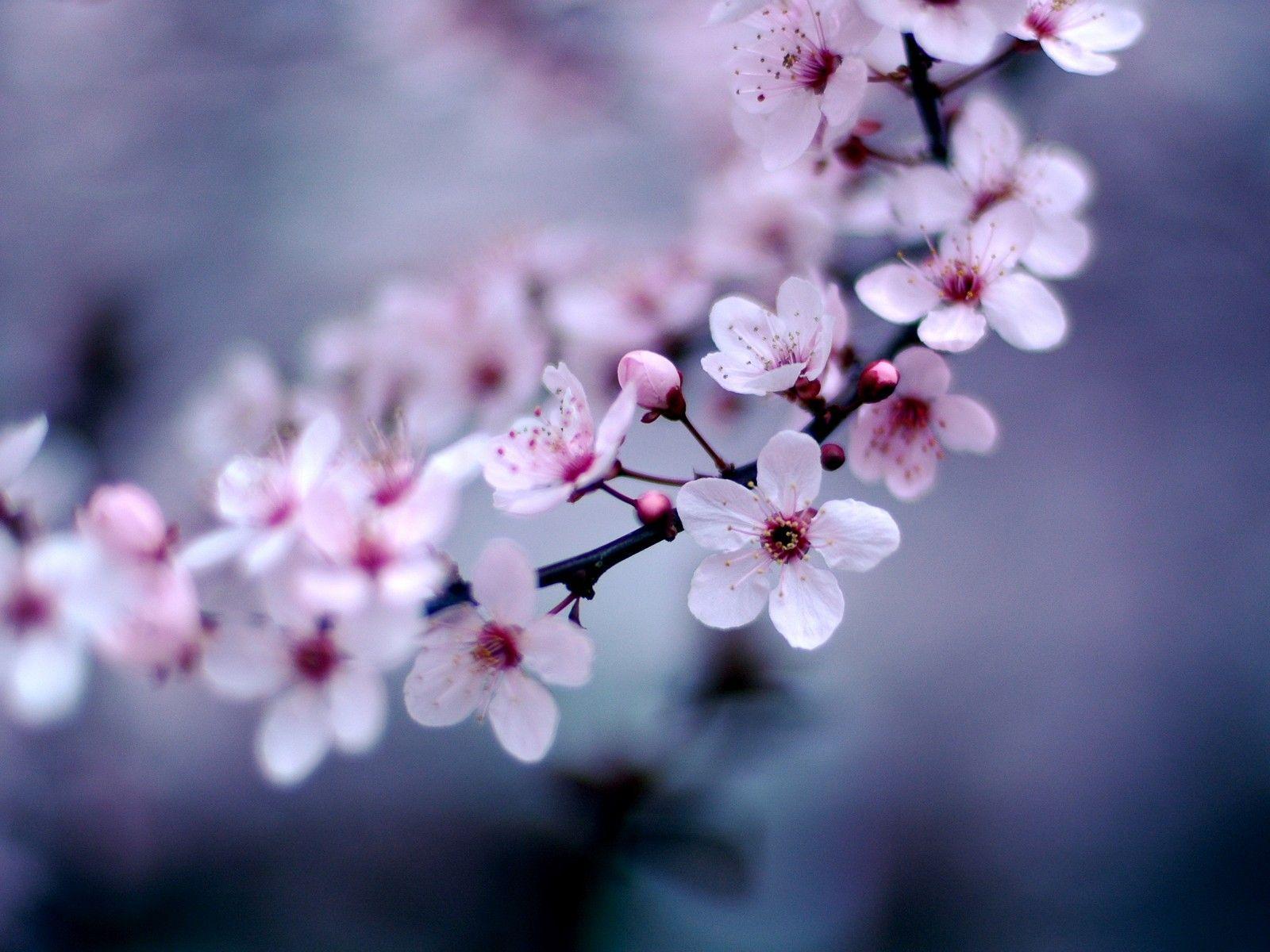 1600x1200 Sakura Flower Wallpaper FREE Picture
