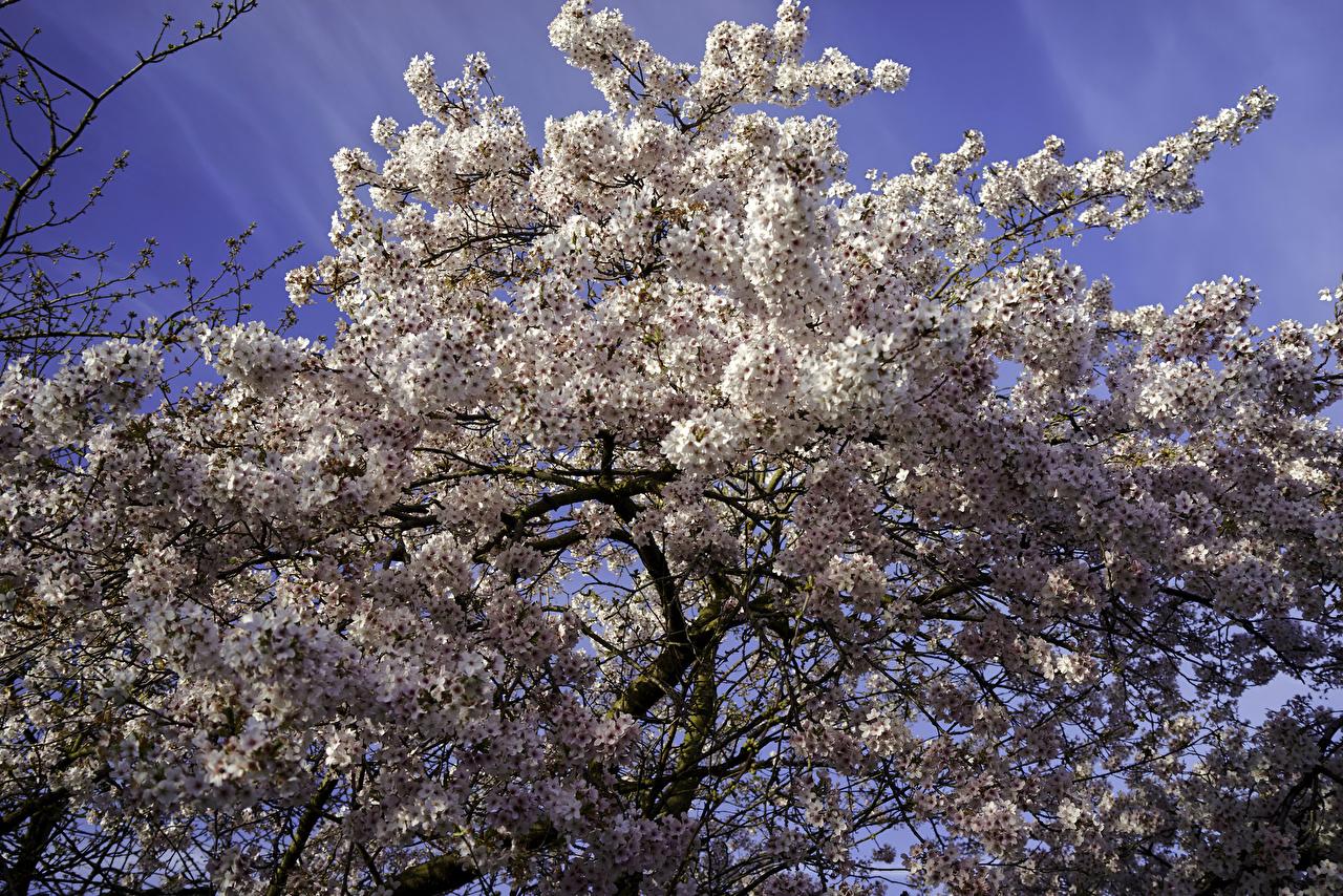 1280x854 Desktop Wallpaper Cherry blossom Spring Nature Branches Flowering