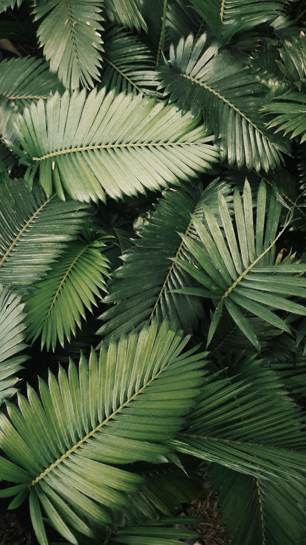 Aesthetic Tropical Leaves Wallpapers Top Free Aesthetic Tropical