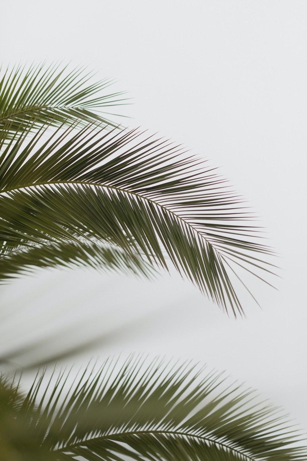 1000x1500 Palm Tree Picture [HD]. Download Free Image