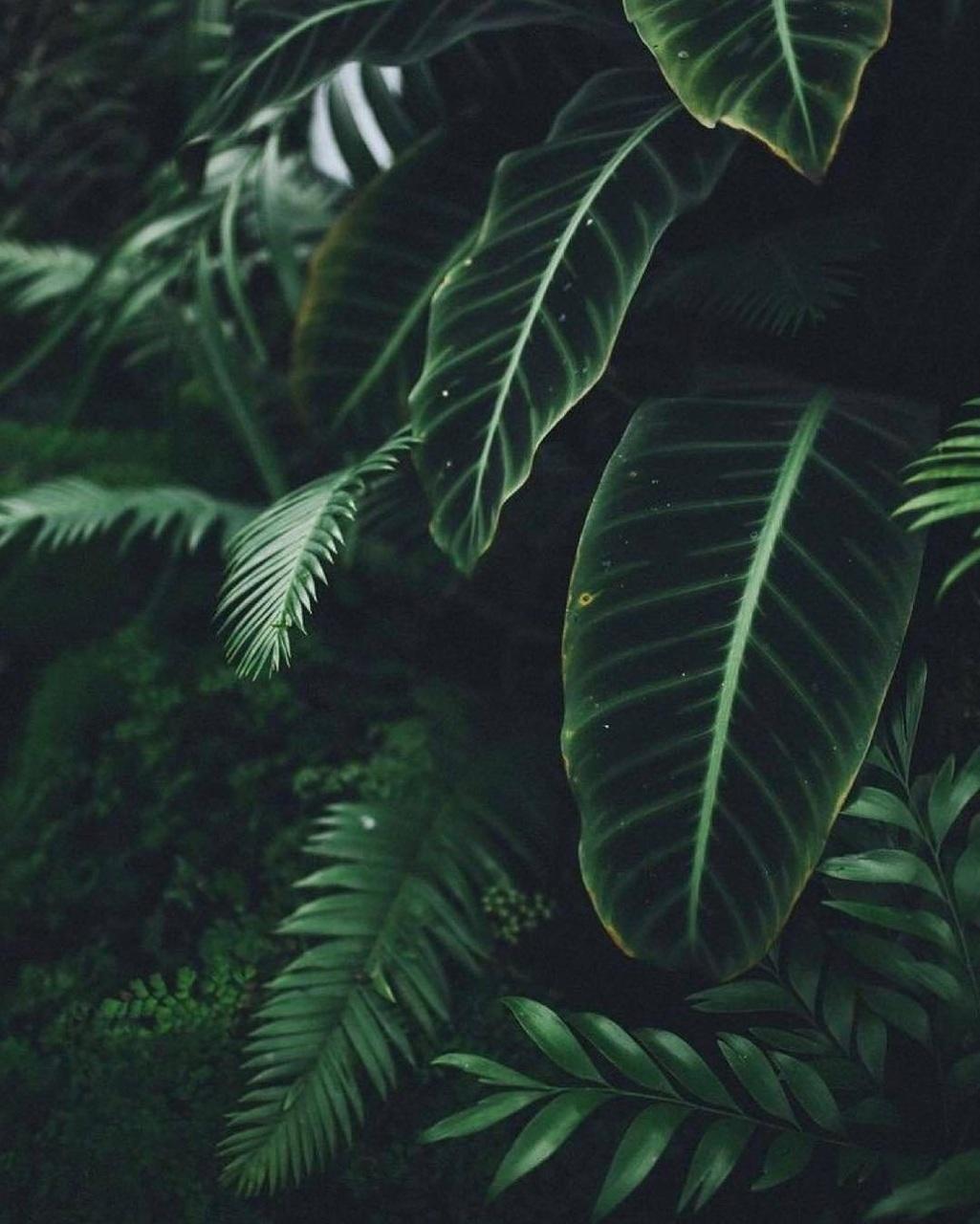 1025x1280 Aesthetic Leaves Wallpaper